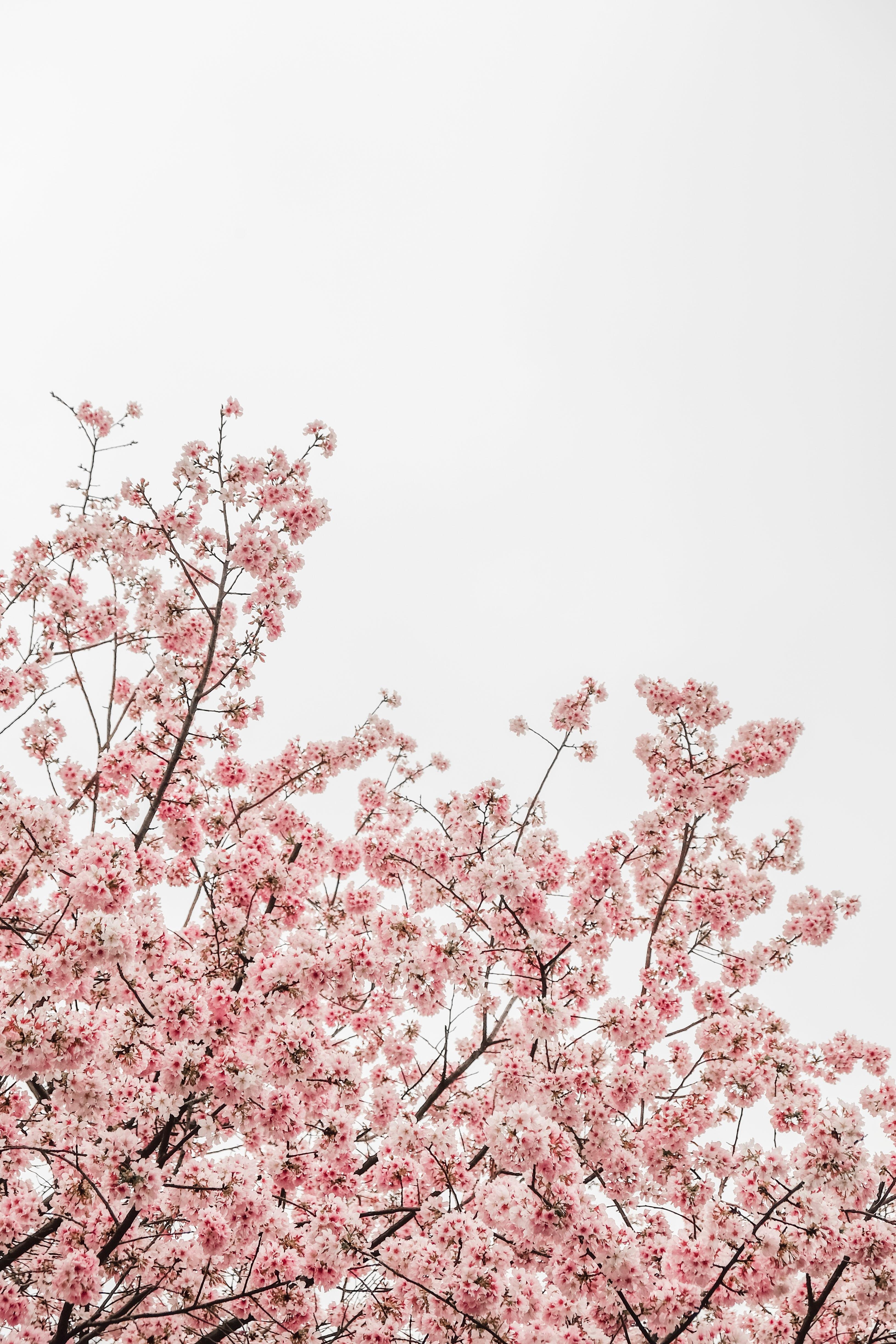 Pastel Cherry Blossom Wallpapers - Top Free Pastel Cherry Blossom ...