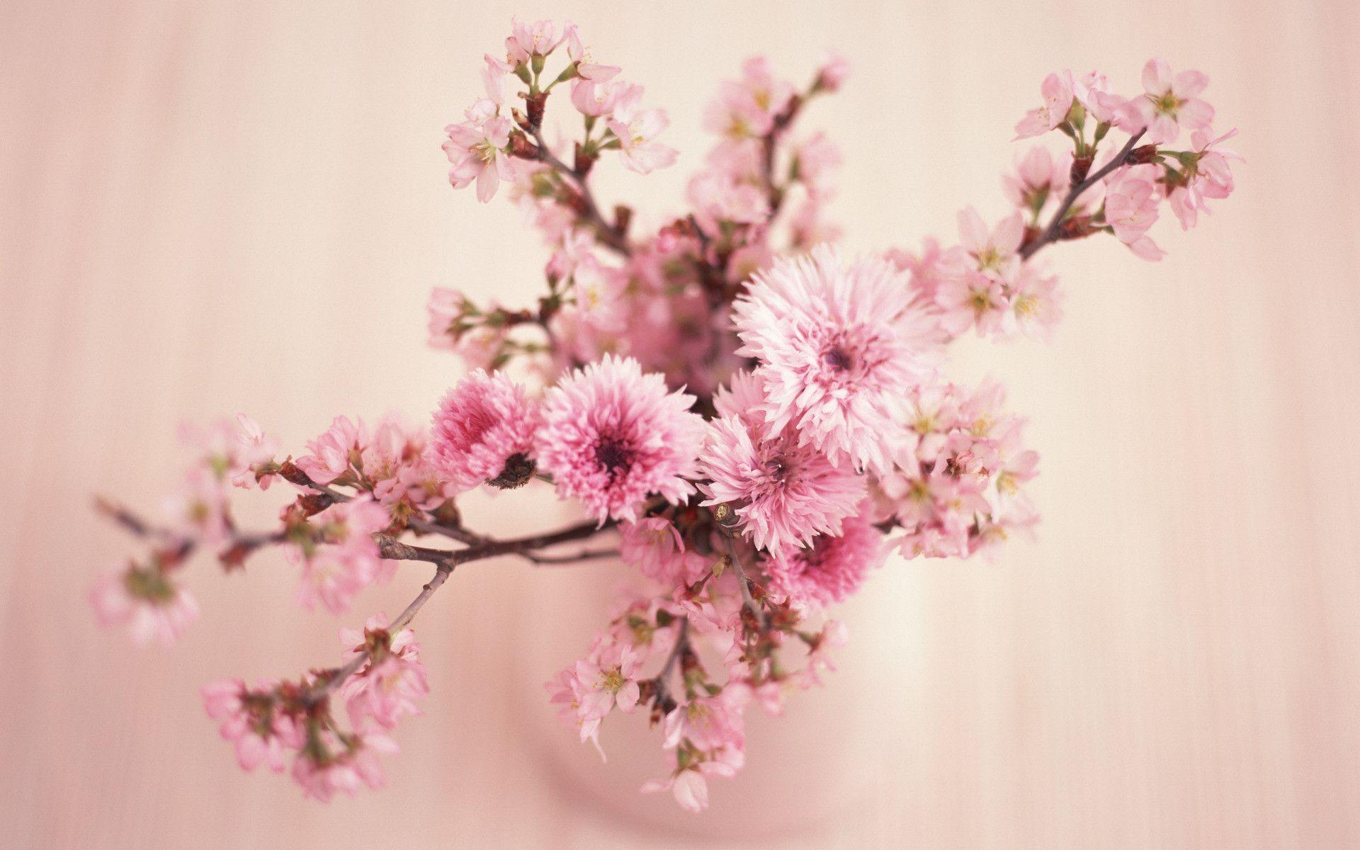 1920x1200 Pastel Aesthetic Cherry Blossom Desktop Wallpaper HD