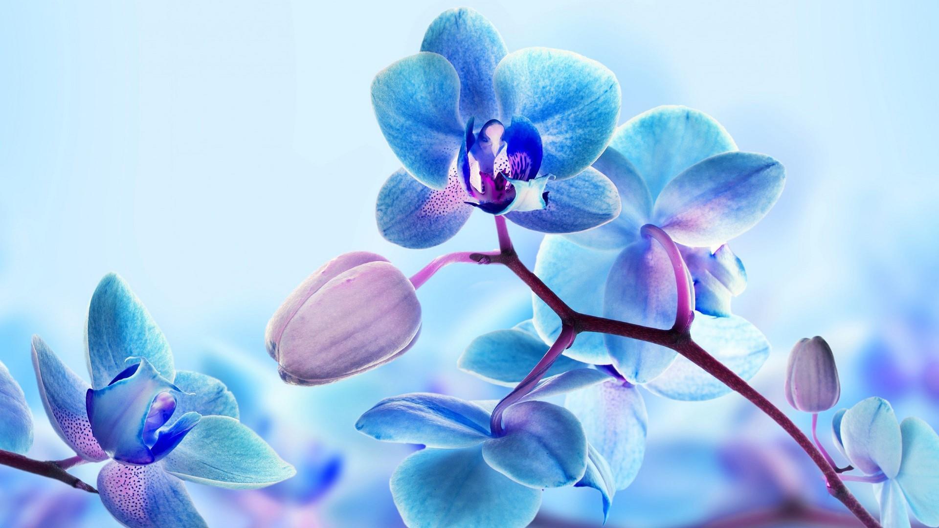 1920x1080 Blue And Purple Orchid Wallpaper