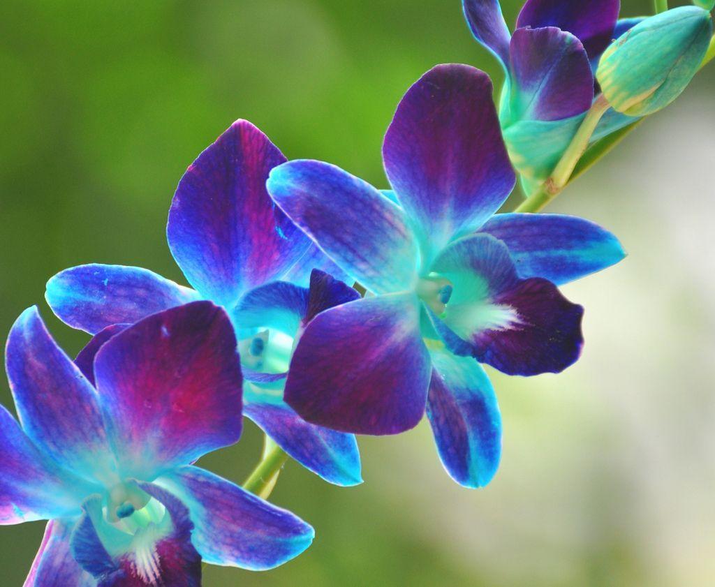 1024x841 Blue And Purple Orchid Wallpaper