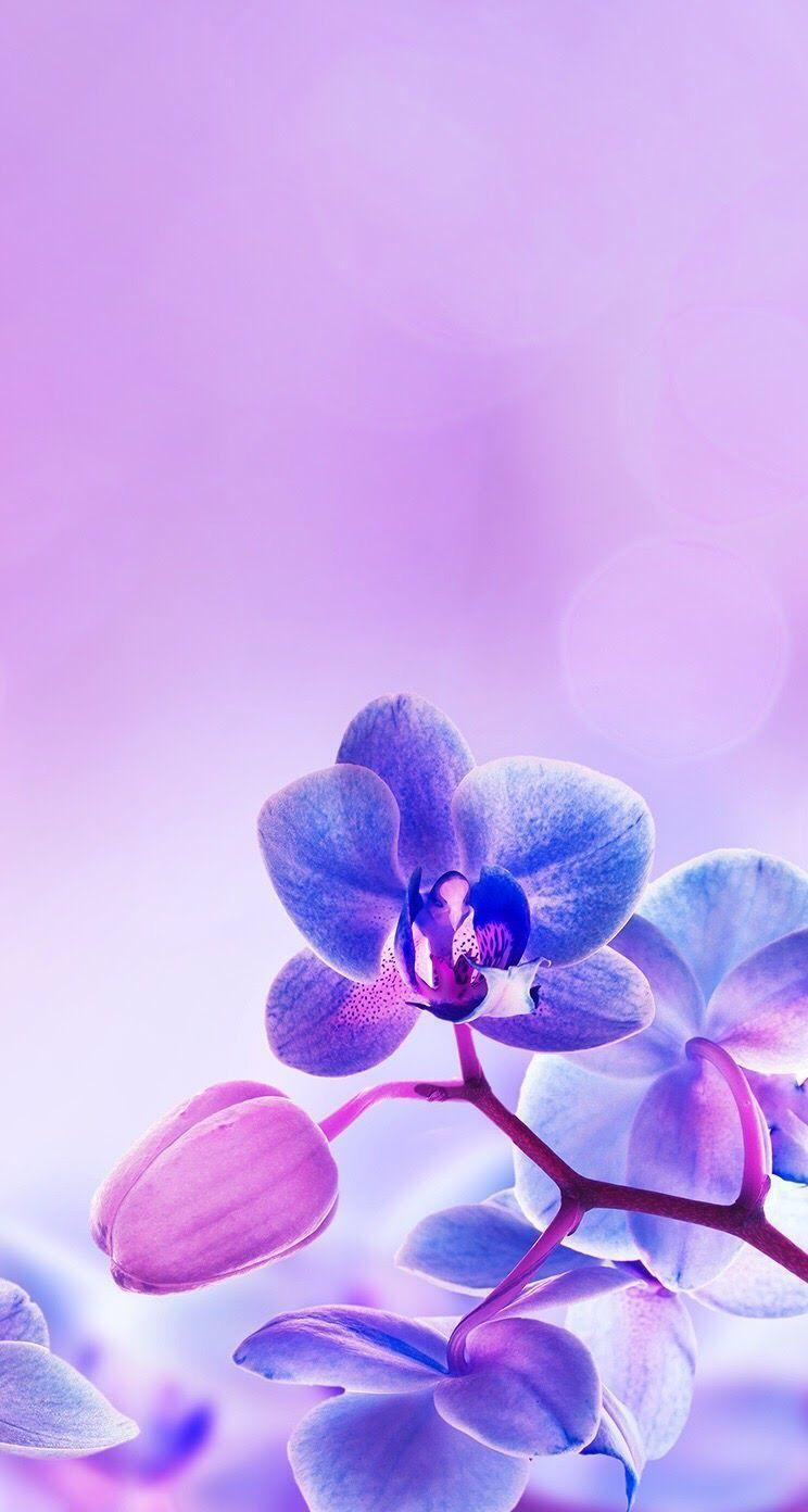 744x1392 Blue And Purple Orchid Wallpaper