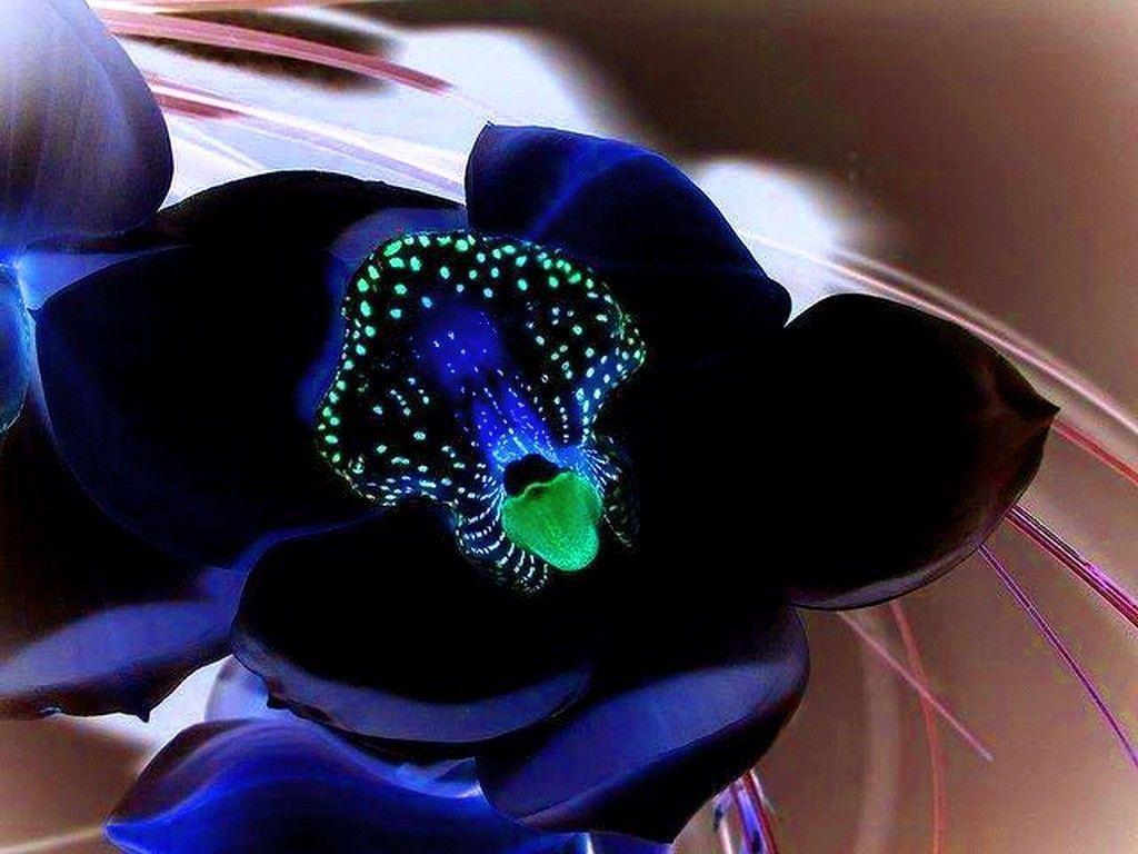 1024x768 Blue and Purple Orchids Wallpaper