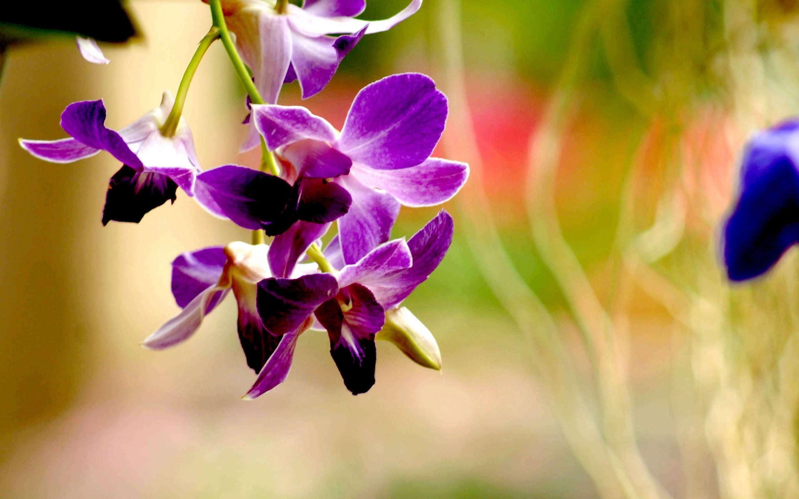 Blue and Purple Orchids Wallpapers - Top Free Blue and Purple Orchids