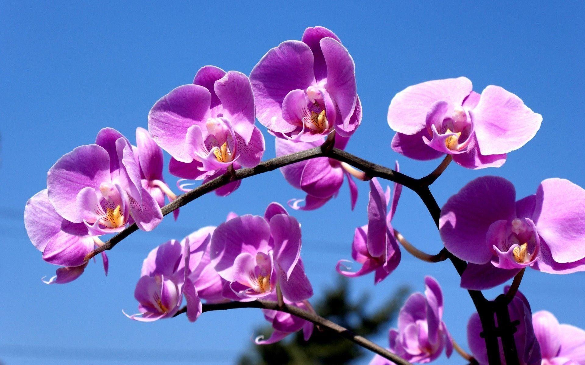 1920x1200 Blue And Purple Orchid Wallpaper