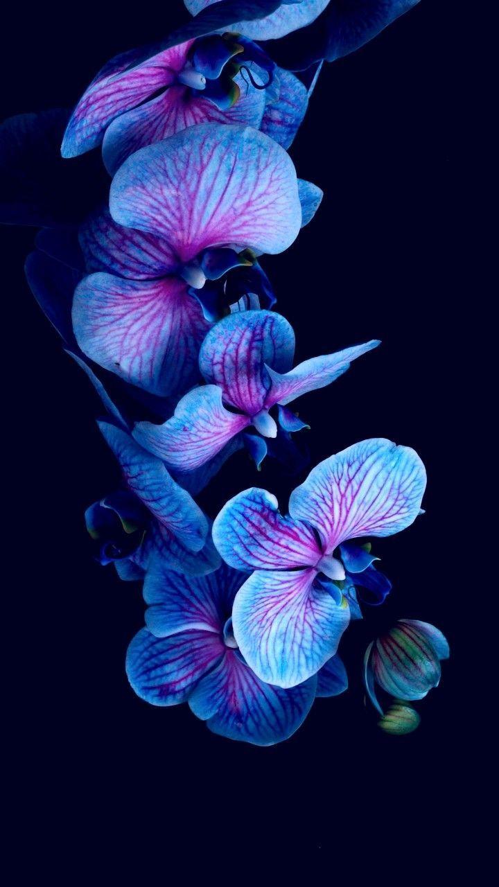 720x1280 FLOWER'S. Orchid wallpaper, Flower phone wallpaper, Orchids