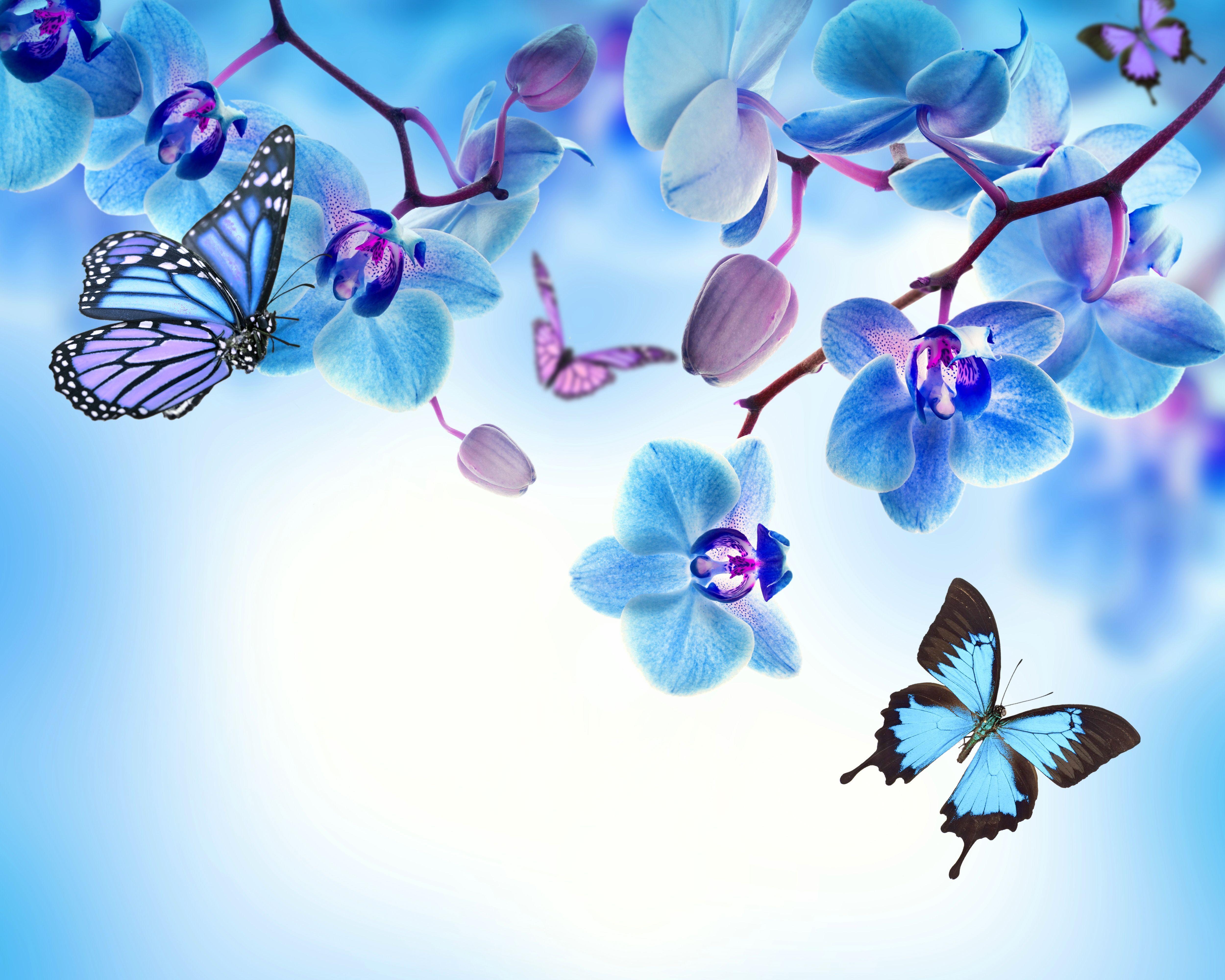 5000x4000 Blue And Purple Orchid Wallpaper