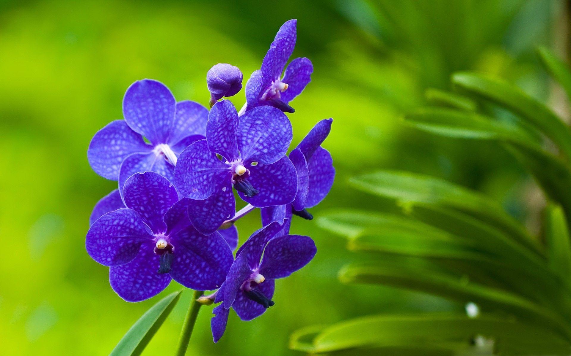 1920x1200 Flowers Wallpaper Desktop Background Full Screen. Orchid wallpaper, Purple flowers wallpaper, Flower iphone wallpaper