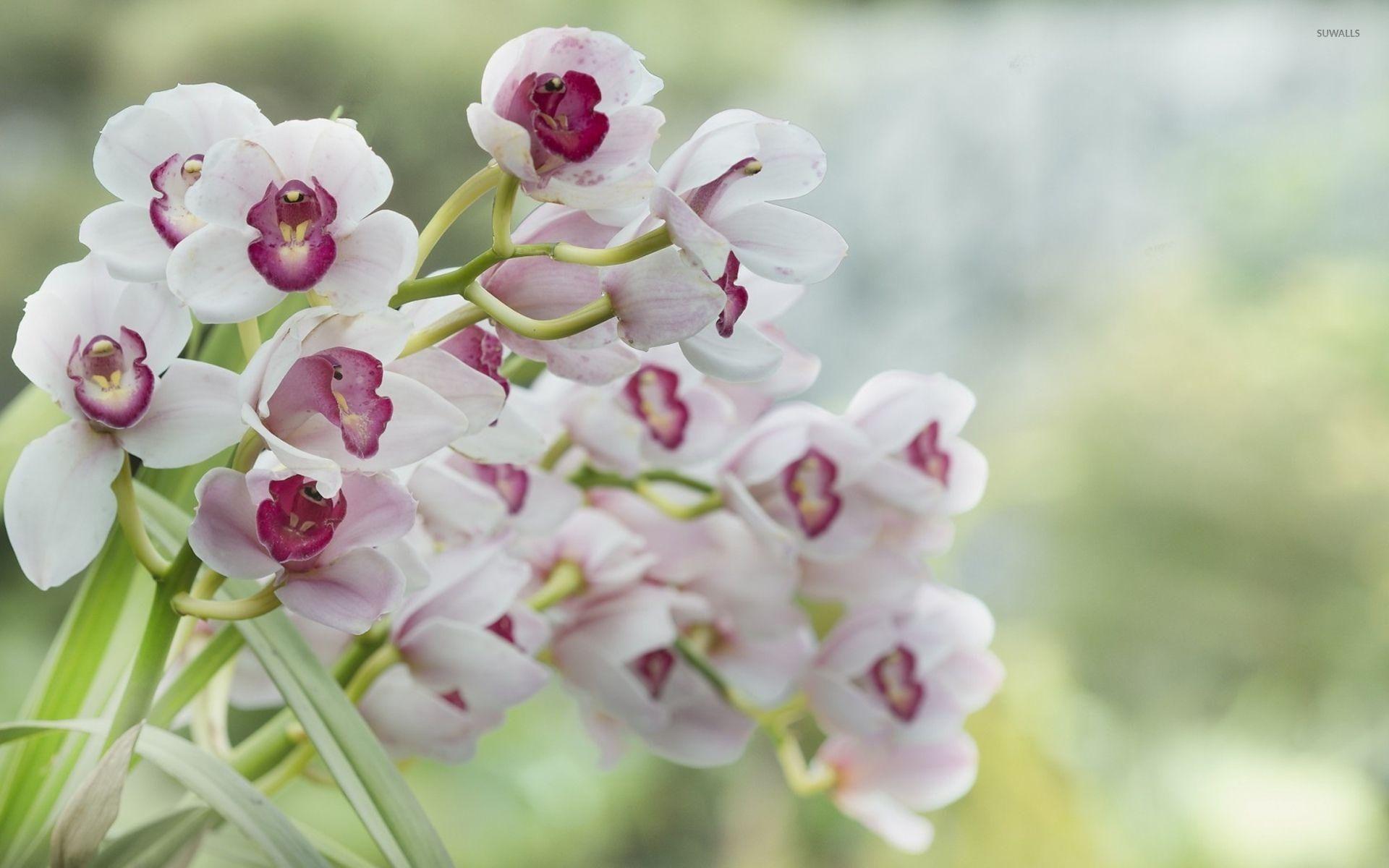 1920x1200 Purple Orchid Wallpaper .