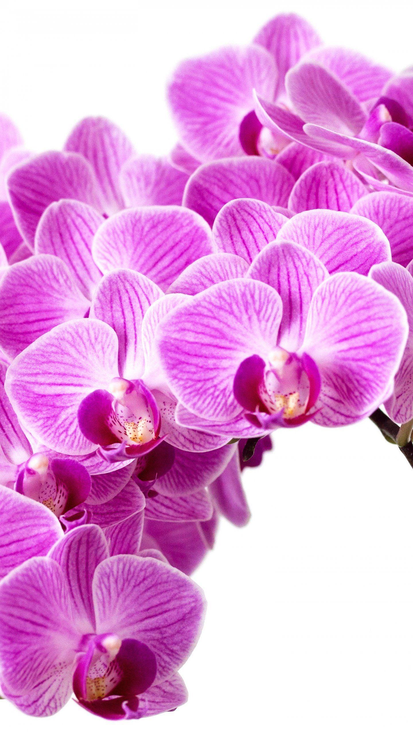 1440x2560 Purple Orchid Wallpaper