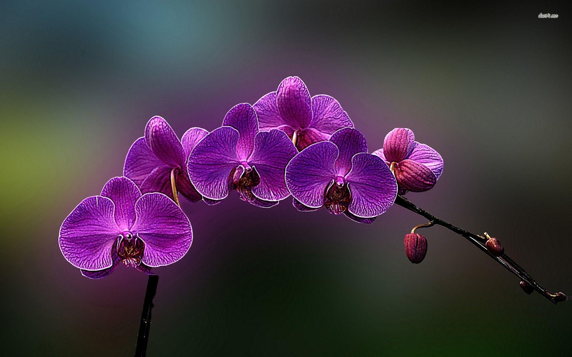 1920x1200 Free download Purple orchids wallpaper Flower wallpaper 15626 [1920x1200] for your Desktop, Mobile & Tablet. Explore Orchid Wallpaper for Desktop. Purple Orchid Wallpaper, Blue Orchid Wallpaper, Beautiful Orchids Wallpaper