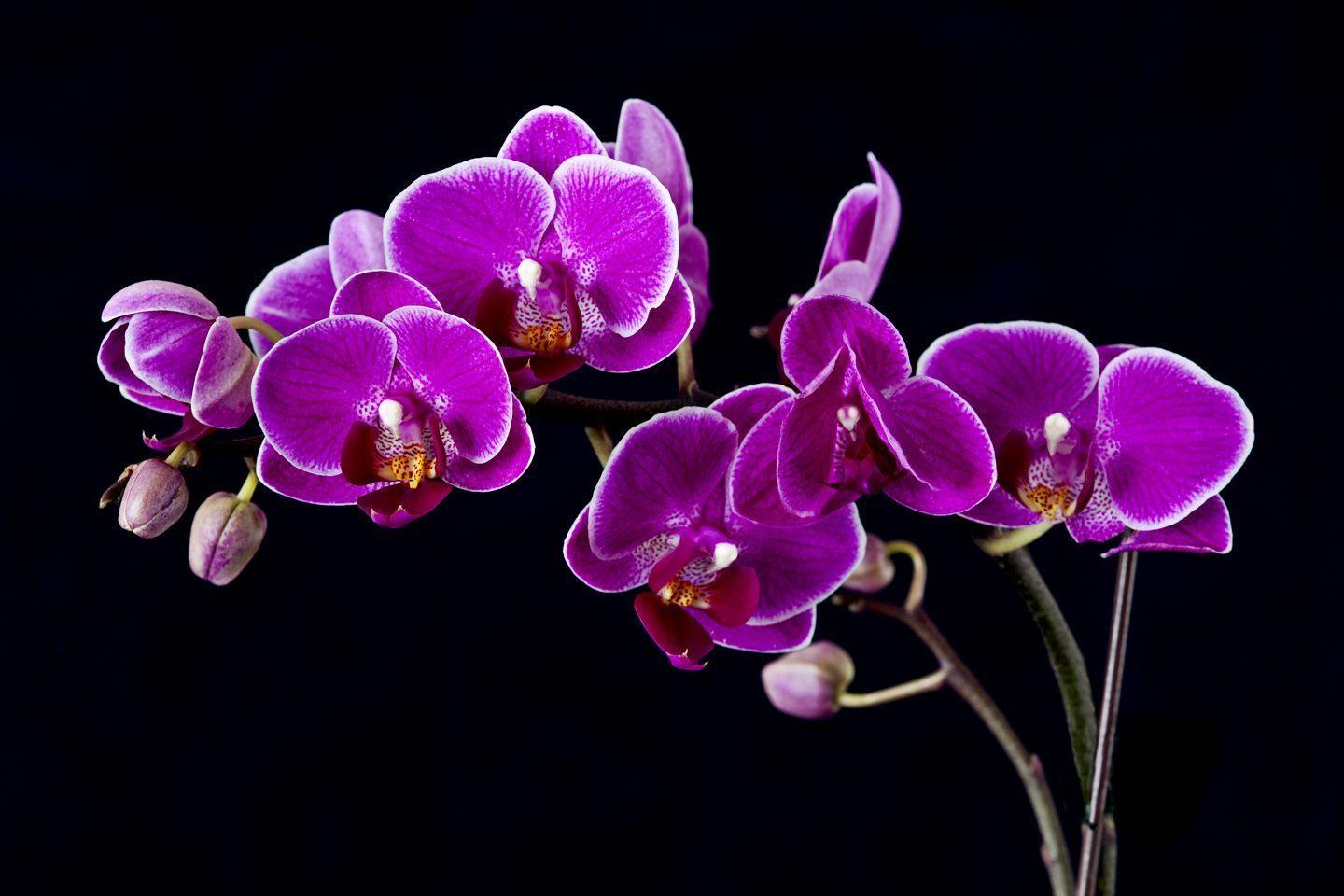 1440x960 Orchid Seed Wallpaper