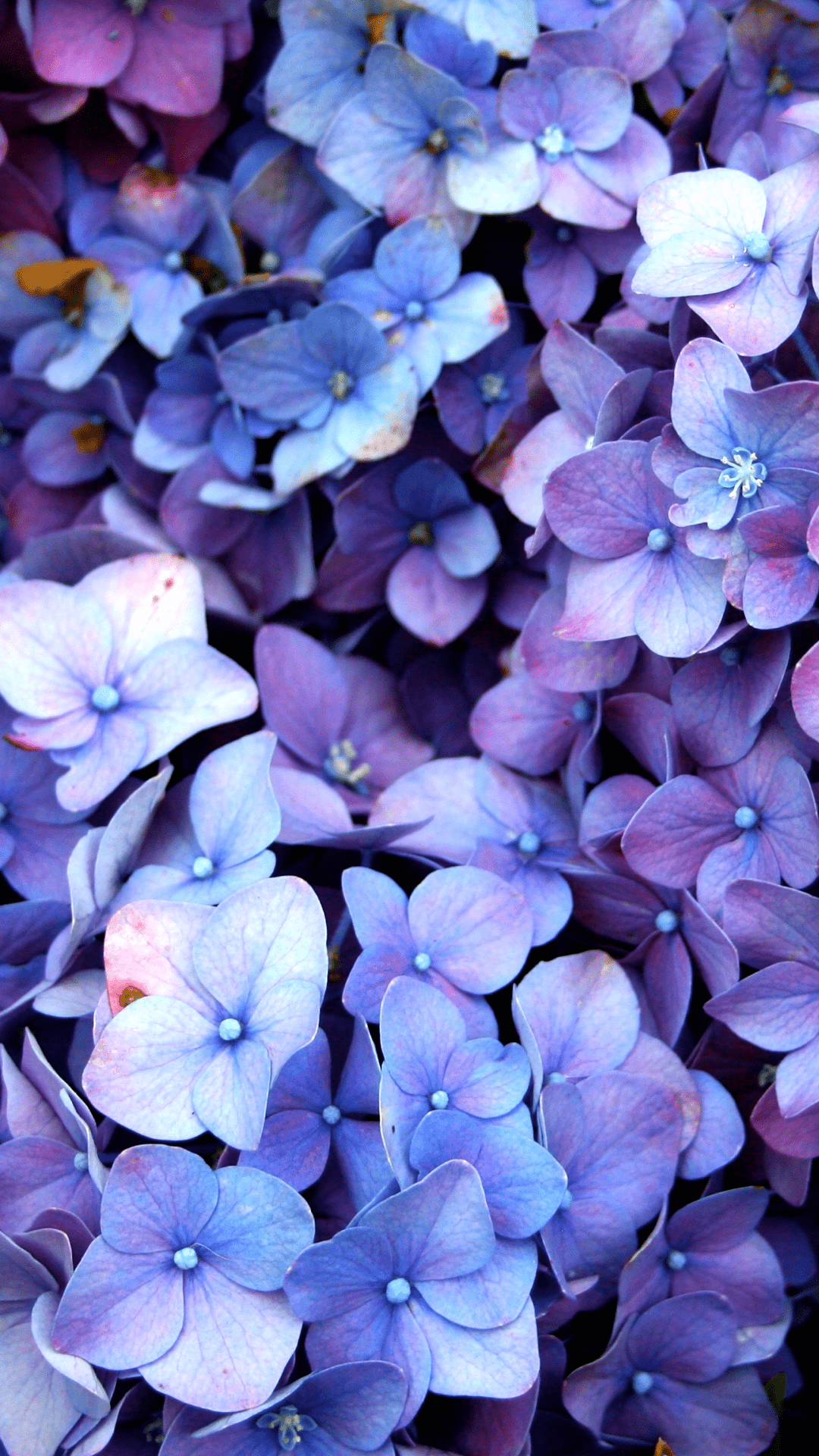 1080x1920 Blue Violet Flower Wallpaper