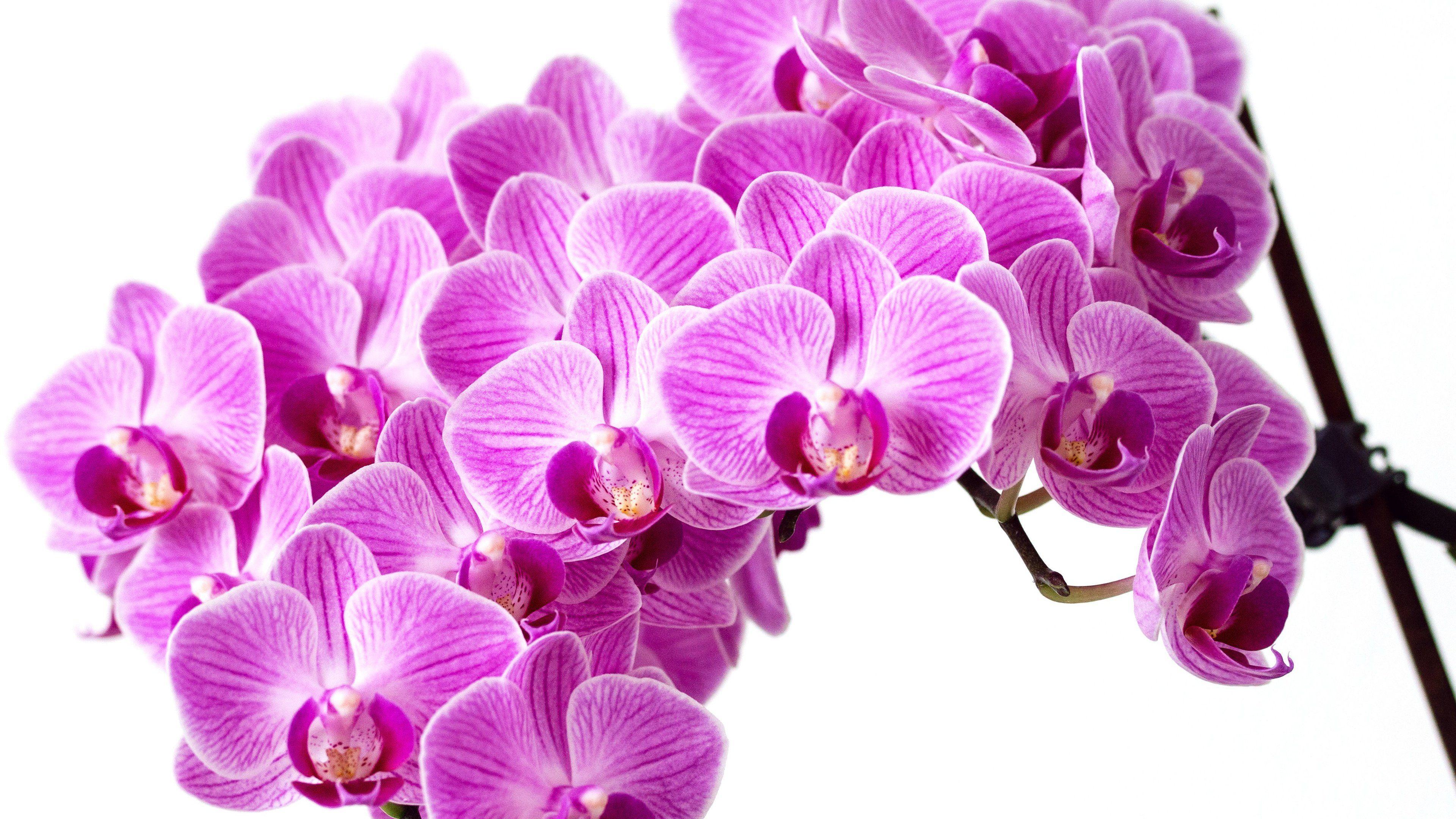 3840x2160 Purple Orchid Desktop Wallpaper .