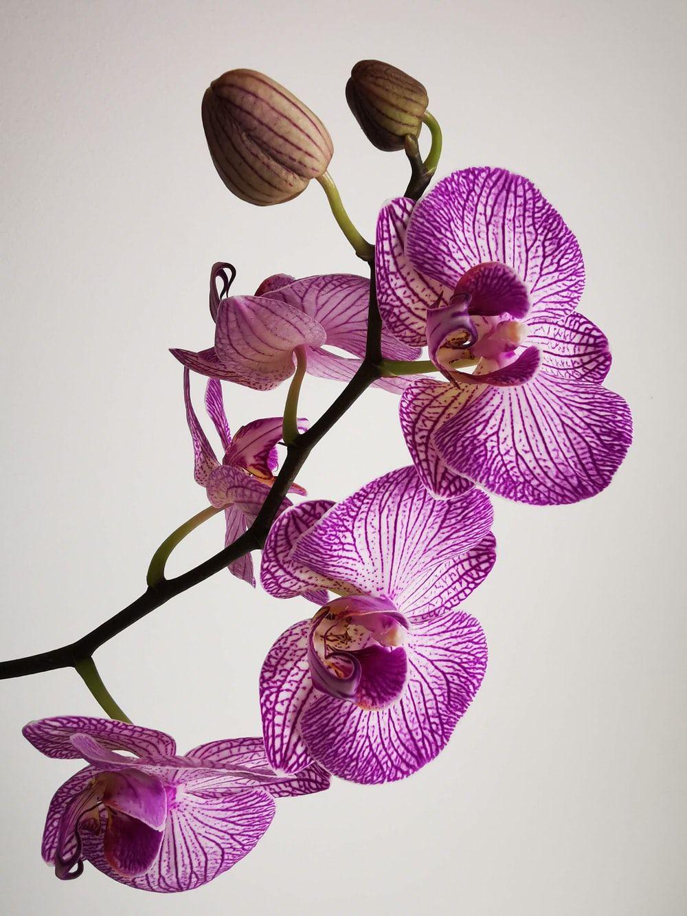 1000x1333 Orchid Picture. Download Free Image