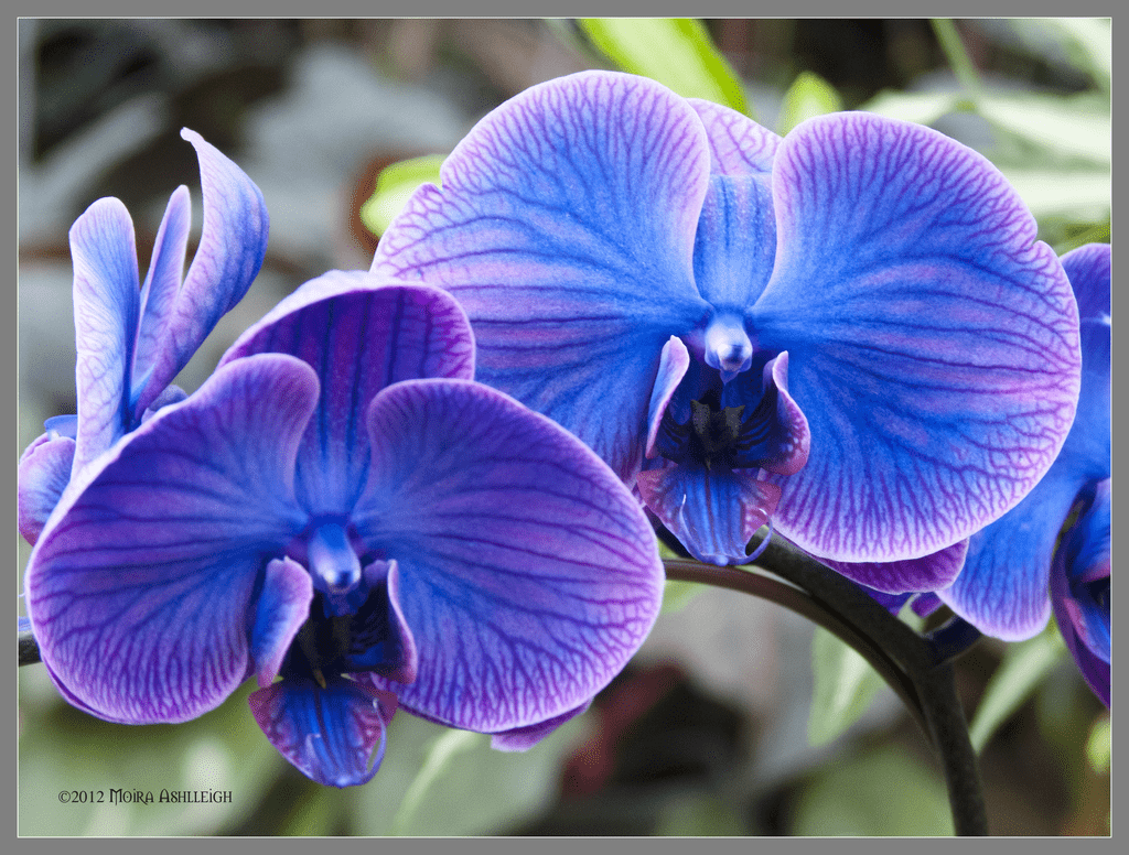 1024x776 Blue and Purple Orchids Wallpaper .