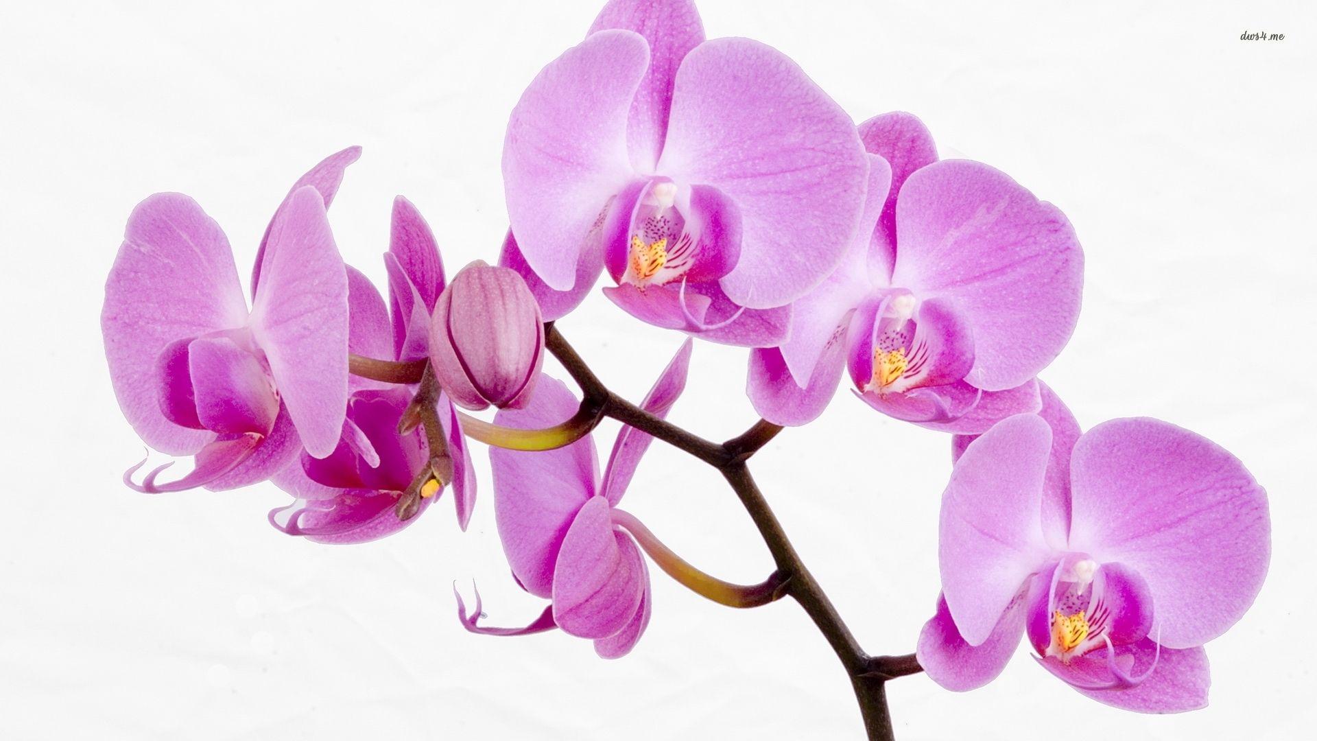 Orange Orchids Wallpapers - Top Free Orange Orchids Backgrounds