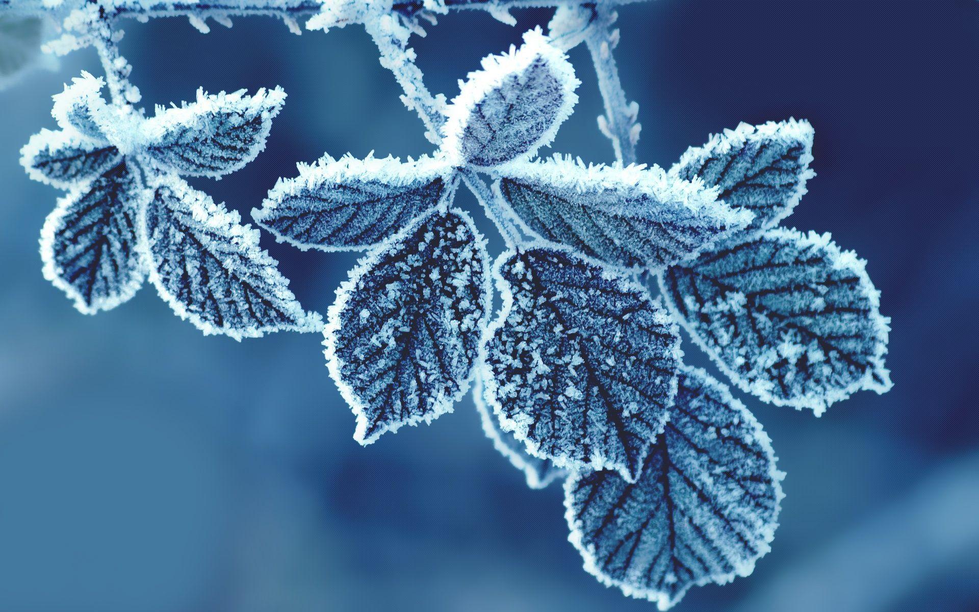 1920x1200 Free download Ice Cold Leaves HD Wallpaper [1920x1200] for your Desktop, Mobile & Tablet. Explore Ice Cold Wallpaper. Ice Cream Wallpaper, Snow Picture Wallpaper, Fire and Ice Wallpaper