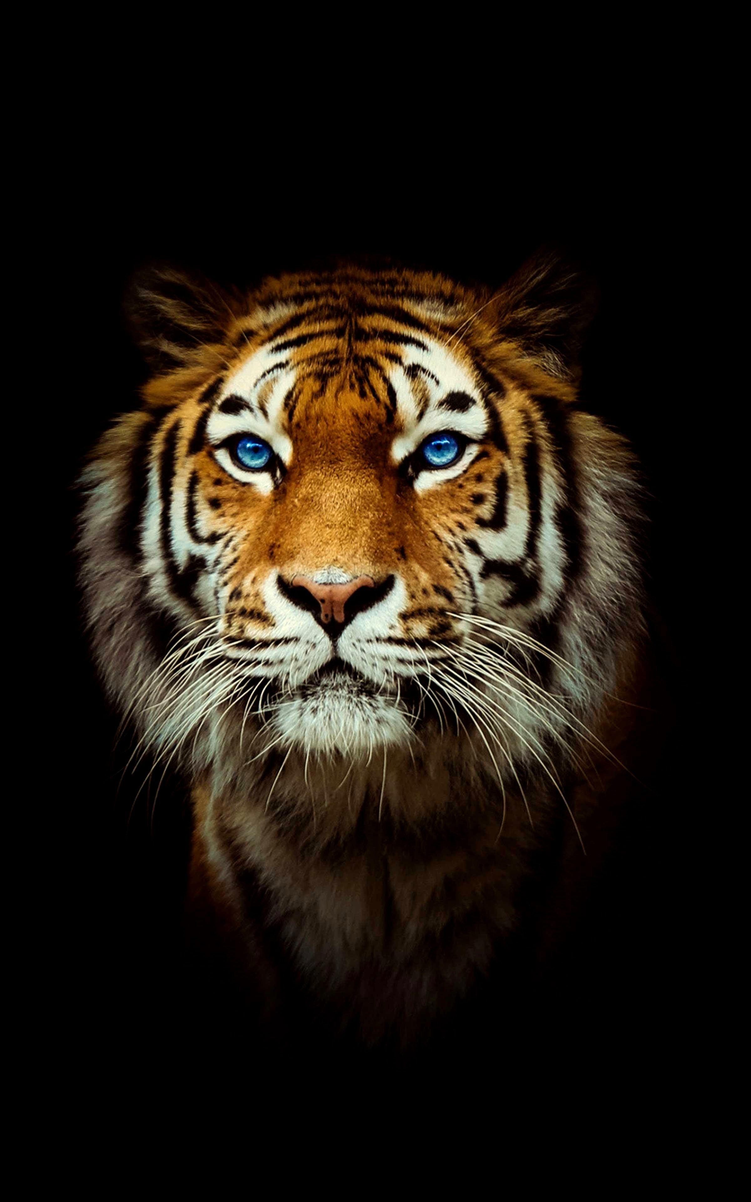 2400x3840 Red Tiger Wallpaper HD