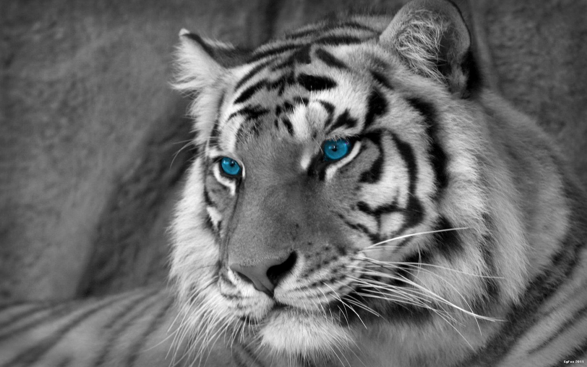 1920x1200 White Tiger Artistic wallpaperx1200