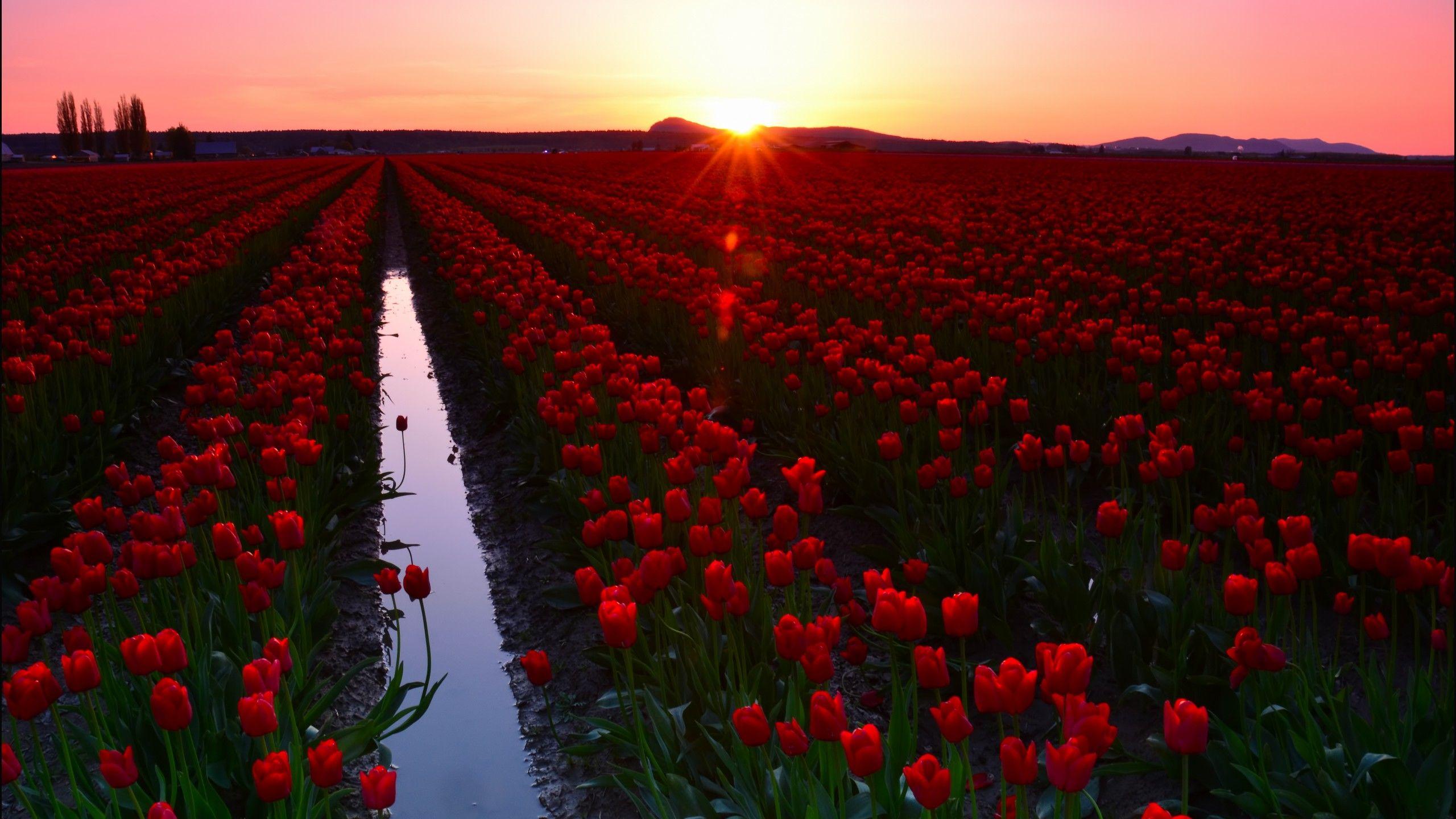 2560x1440 Wallpaper Skagit Valley, 4k, 5k wallpaper, 8k, Washington, USA, Tulip Fields, Sunset, travel, tourism, flowers, Nature
