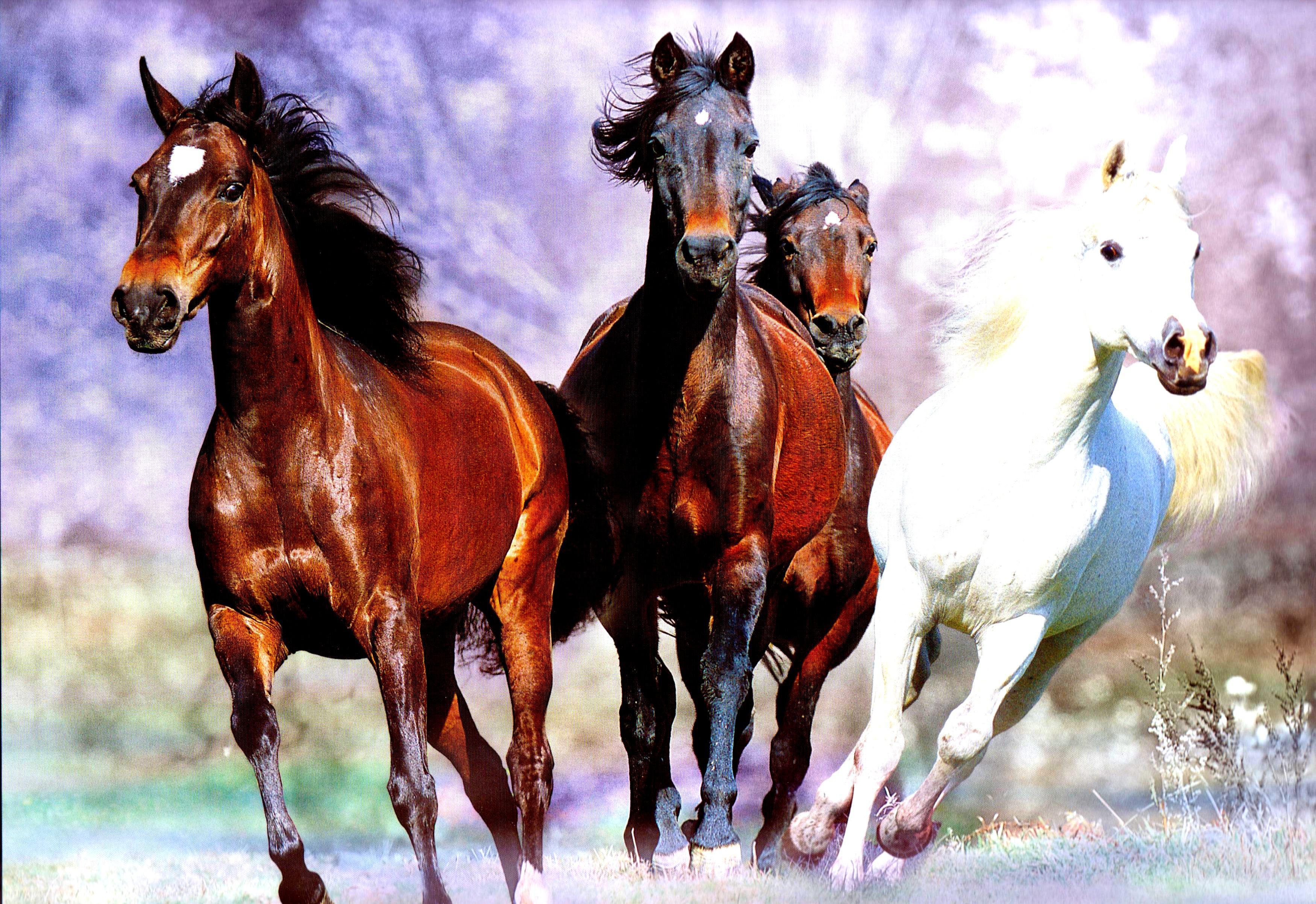 3500x2404 Horses Running, Hq Definition Wallpaper For Free Running Horses HD