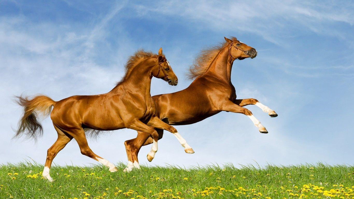 1366x768 Red Horse Grass Field With Sky Desktop Wallpaper HD :