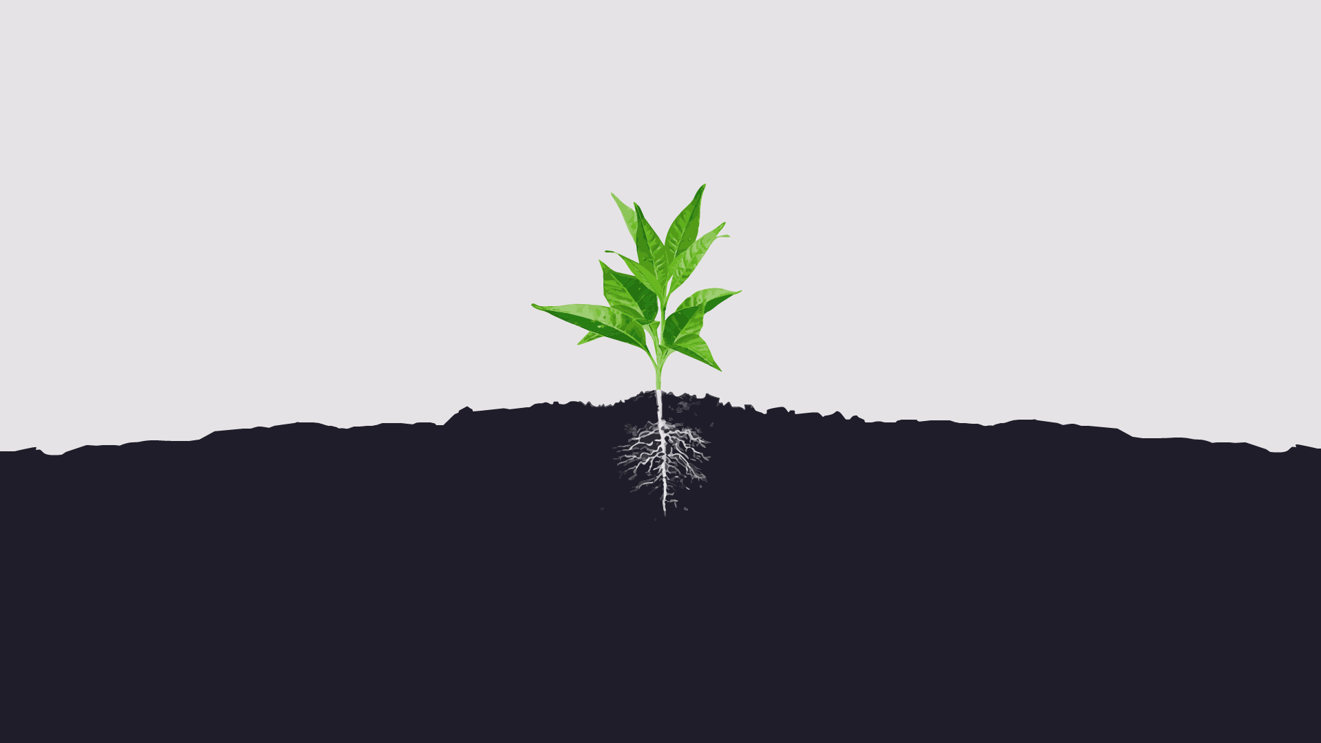 1920x1080 MINIMALIST PC WALLPAPER PLANT ROOTS 4K