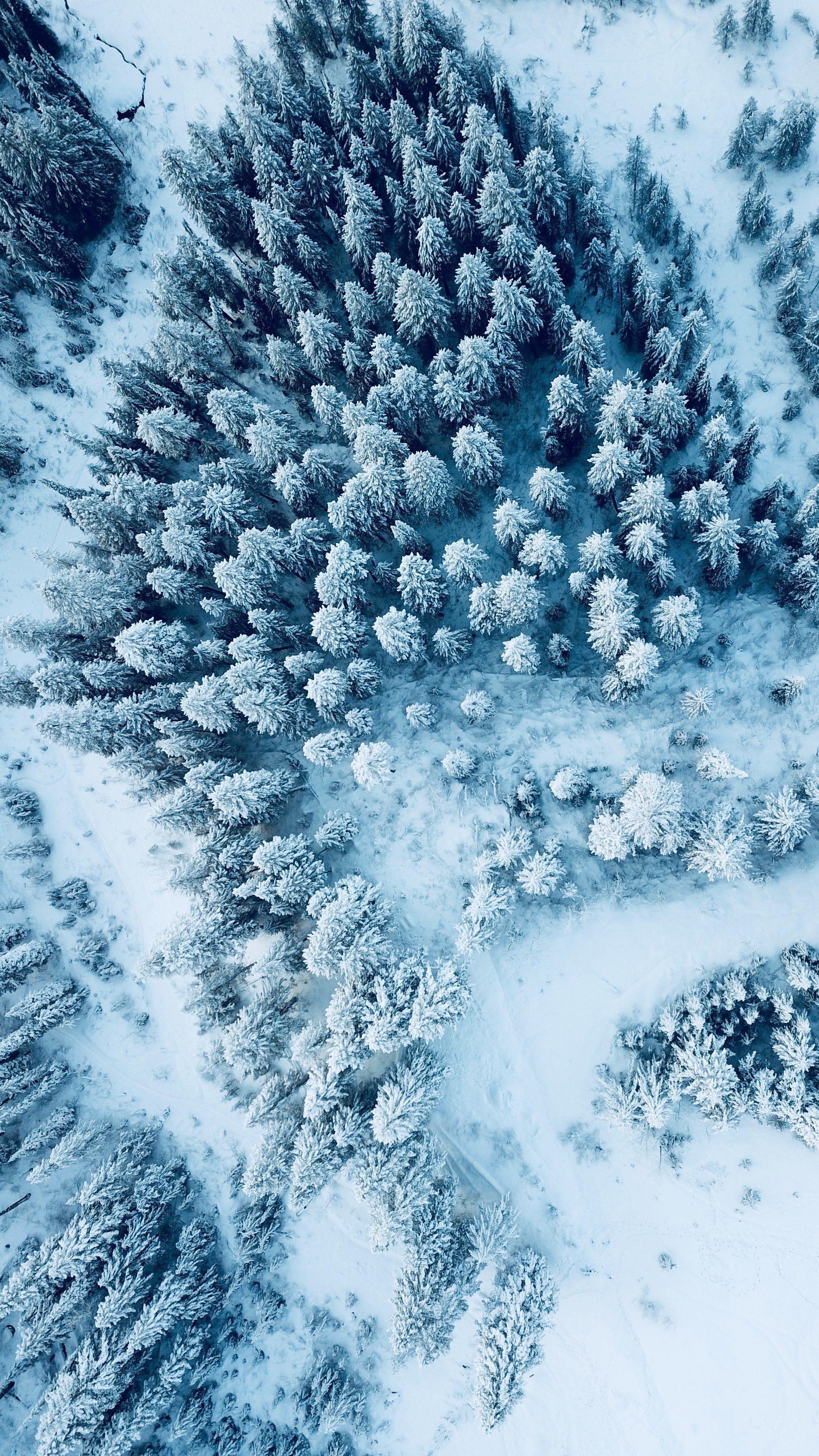 2250x4000 Snow Phone Wallpaper