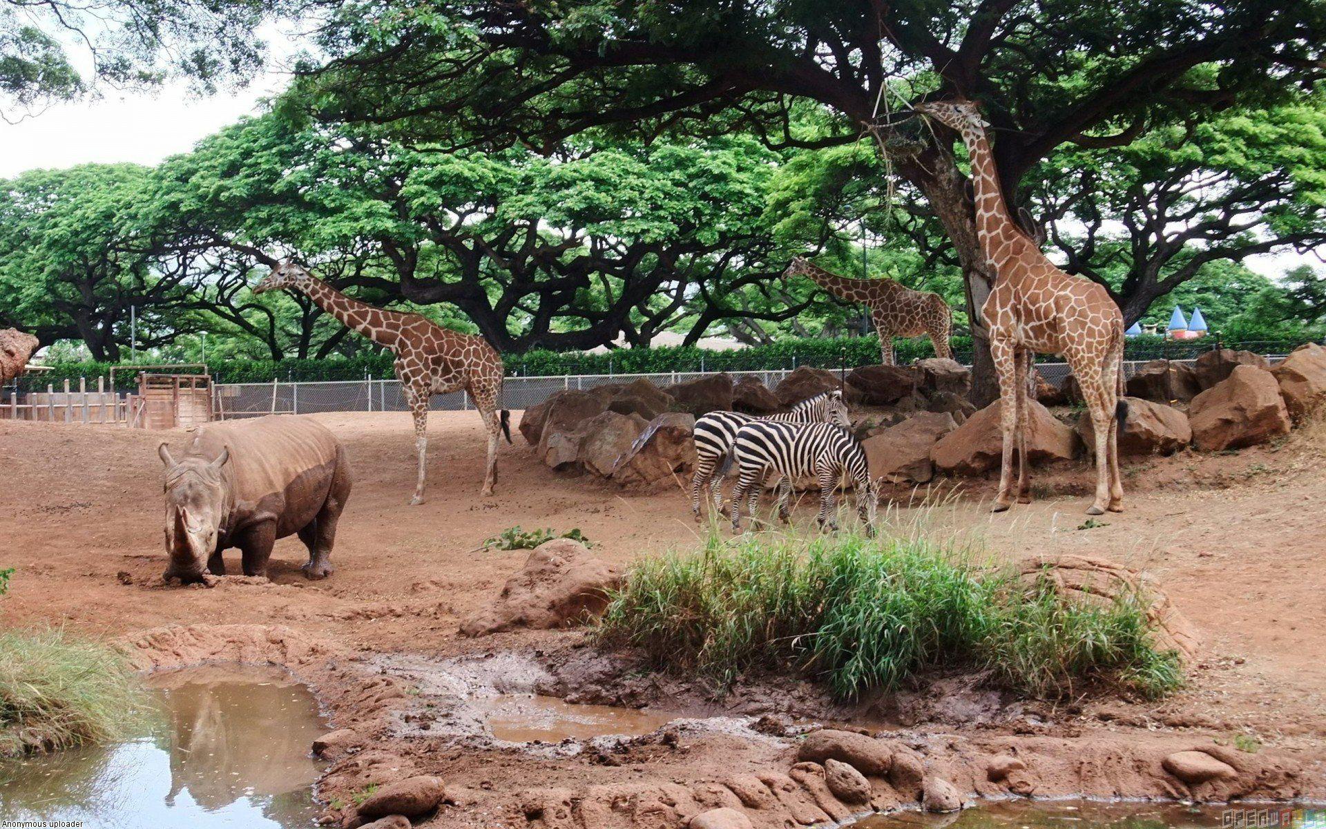 1920x1200 Zoo Wallpaper