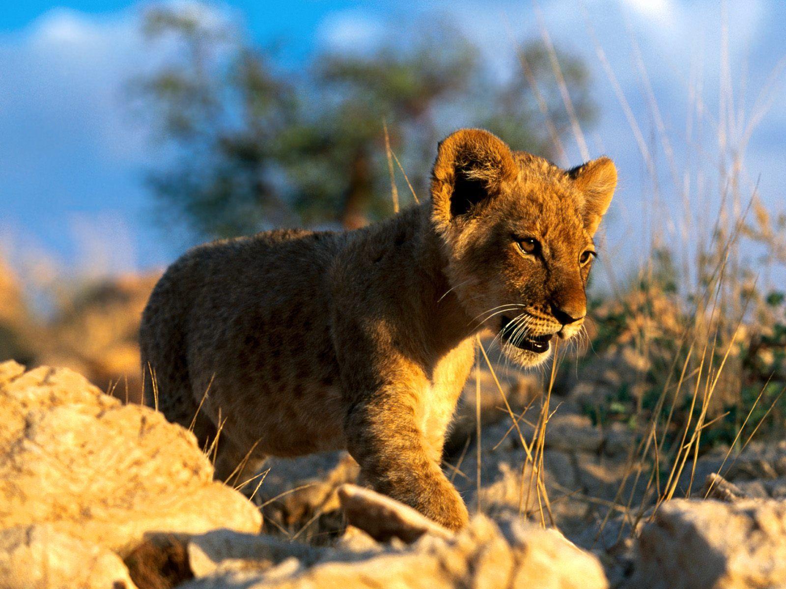 1600x1200 Wild Animals Names: HD Animals Wallpaper 3 HD Wallpaper Download