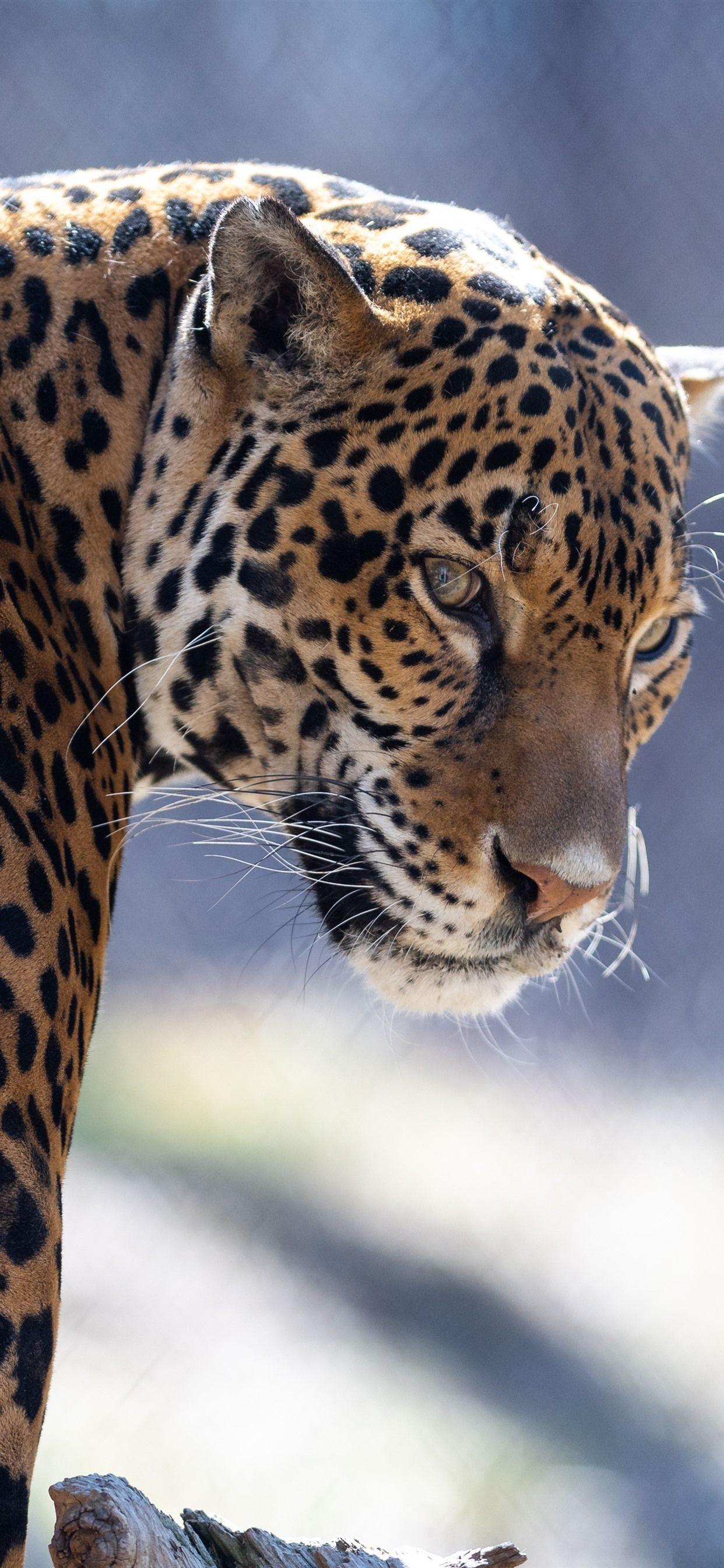 1242x2688 iPhone Wallpaper Zoo Animal, Jaguar, Look Back Wallpaper iPhone Xs Max