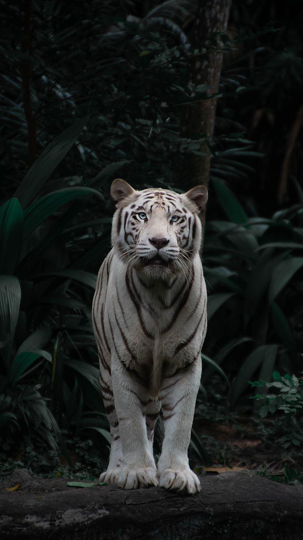 1000x1778 Singapore Zoo Picture. Download Free Image