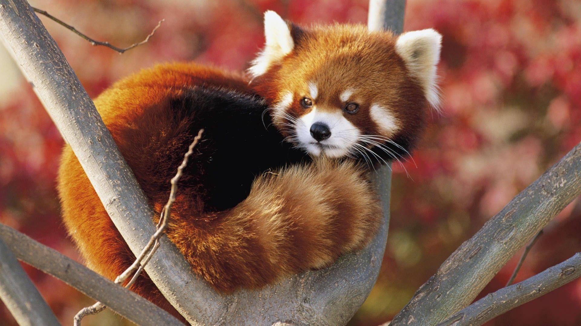 1920x1080 Download Wallpaper, Download 1920x1080 japan world animals red pandas zoo 1920x1080 wallpaper Animals HD Wallpaper, Hi Res Animals Wallpaper, High Definition Wallpaper