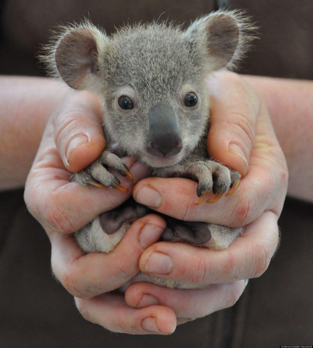 1080x1201 Baby Wallpaper iPhone Animals