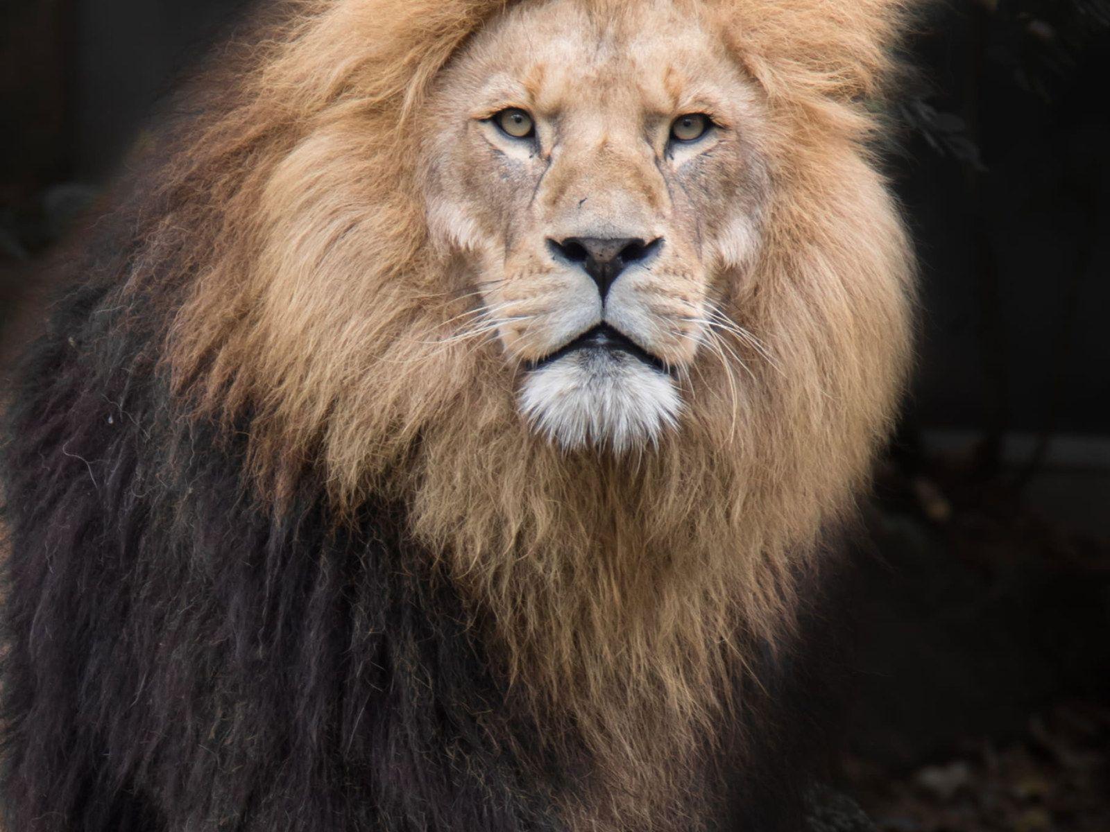 1600x1200 Animal wallpaper, zoo, lion, cat, animal photography, big cat, carnivore • Wallpaper For You HD Wallpaper For Desktop & Mobile