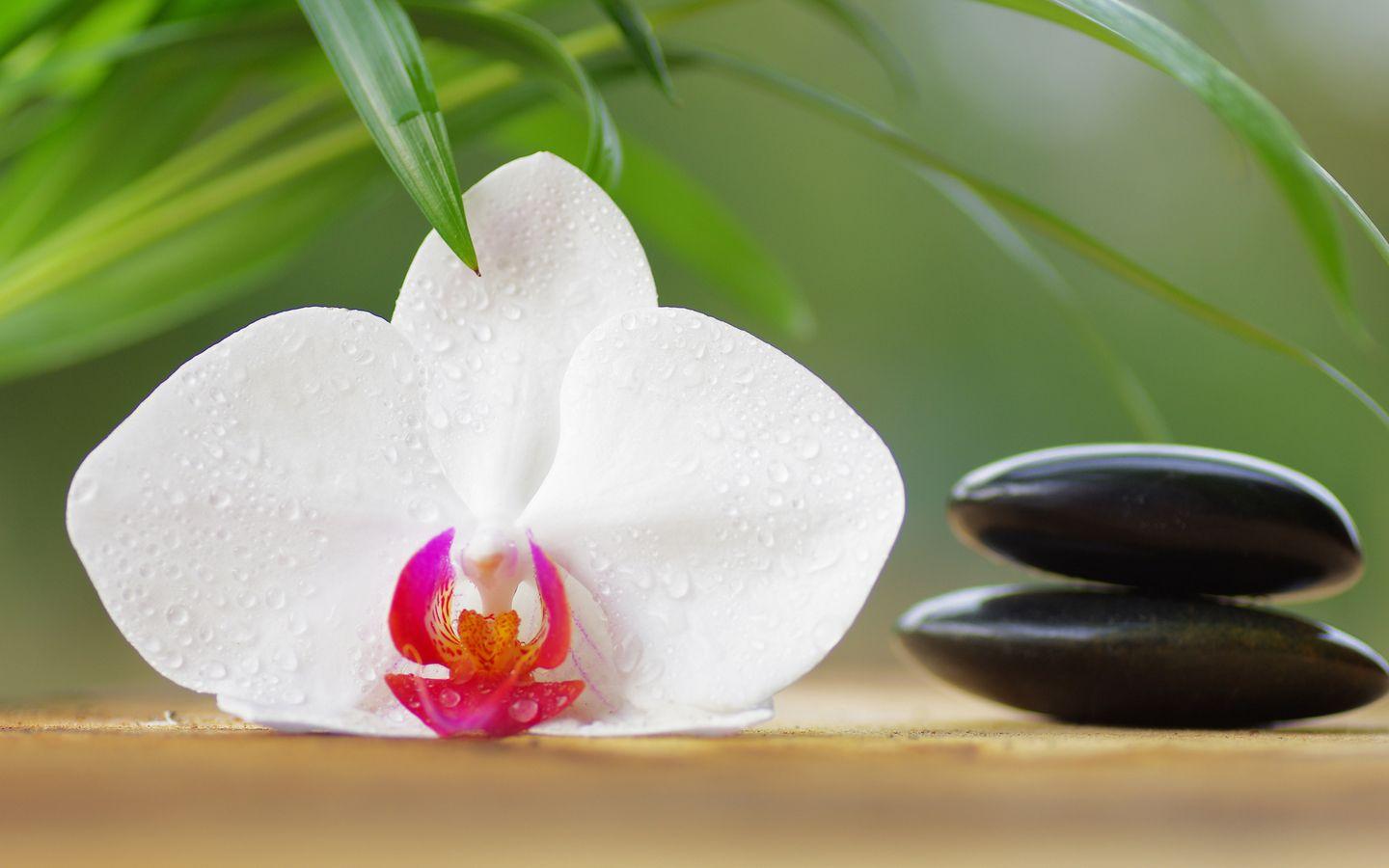 1440x900 Header Image For The Site