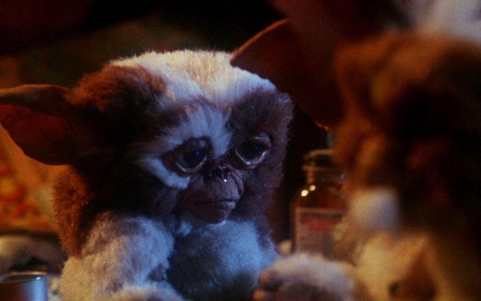 1680x1050 Free download Gizmo Gremlins Wallpaper [1920x1080] for your Desktop, Mobile & Tablet. Explore Gremlins Gizmo Wallpaper. Gremlins Wallpaper, Gizmo Wallpaper, AMC Gremlin Wallpaper