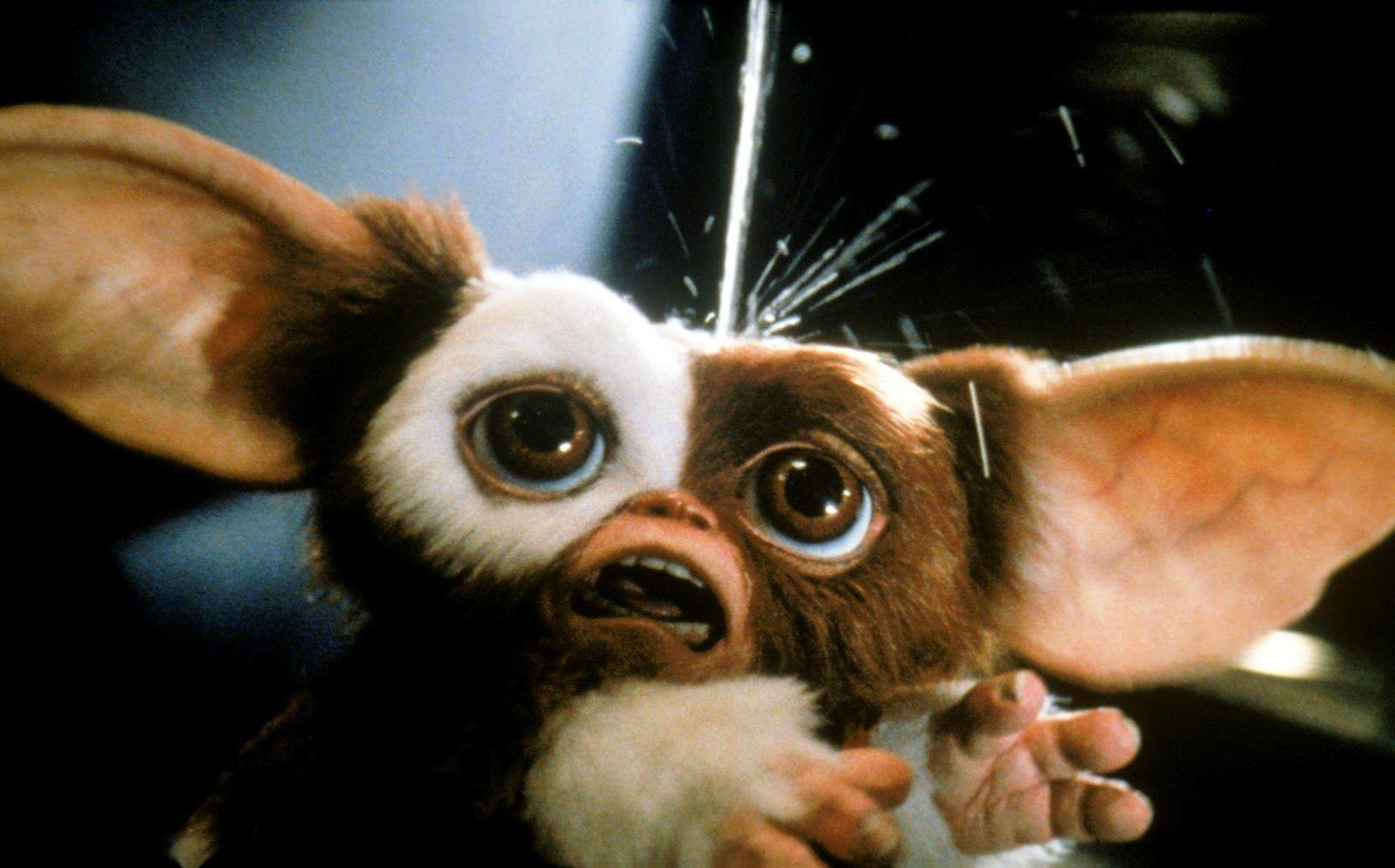 1600x996 Gizmo Wallpaper