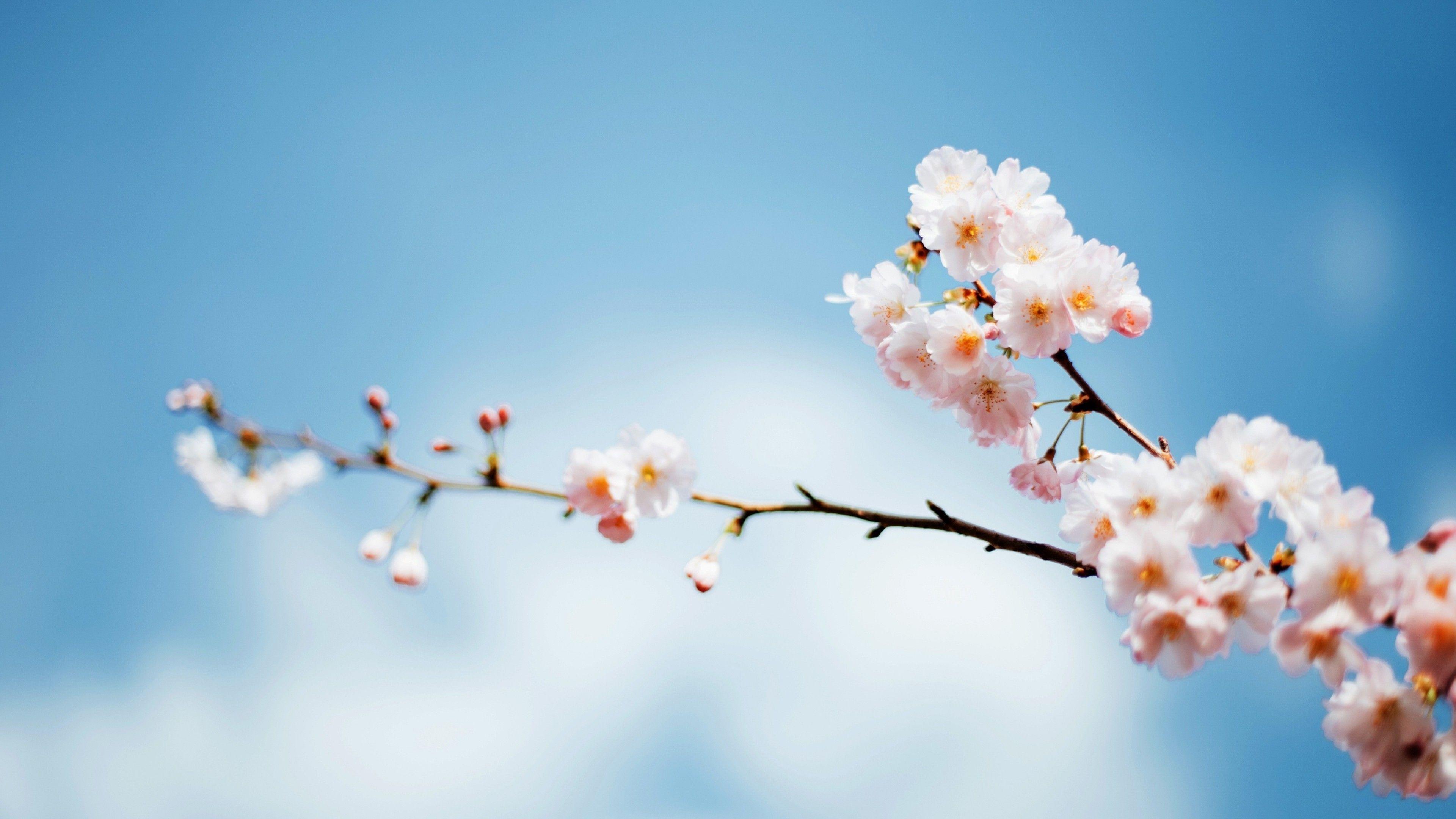 3840x2160 Download 3840x2160 White Flowers, Blossom, Spring, Sky, Branch Wallpaper for UHD TV