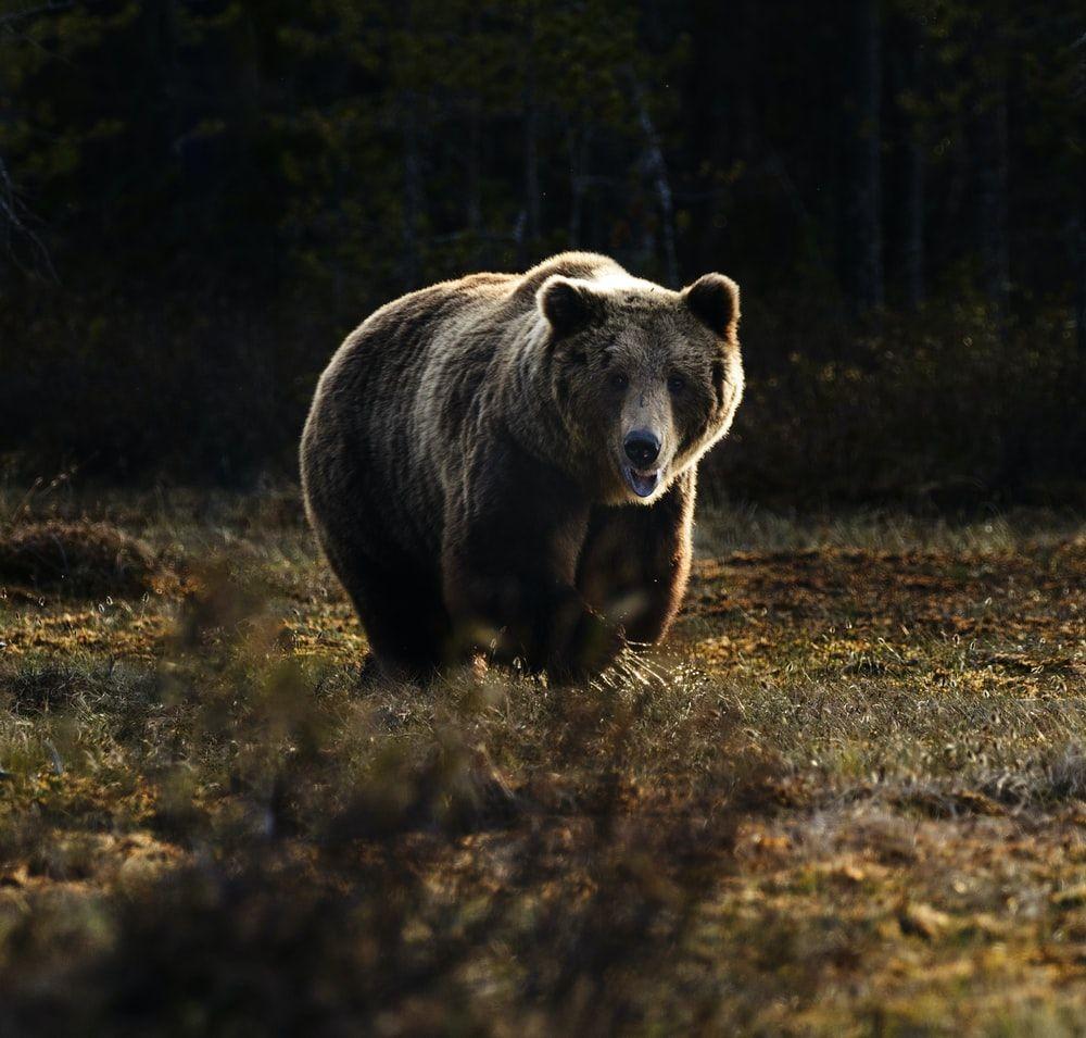 1000x955 Bear Picture [HD]. Download Free Image