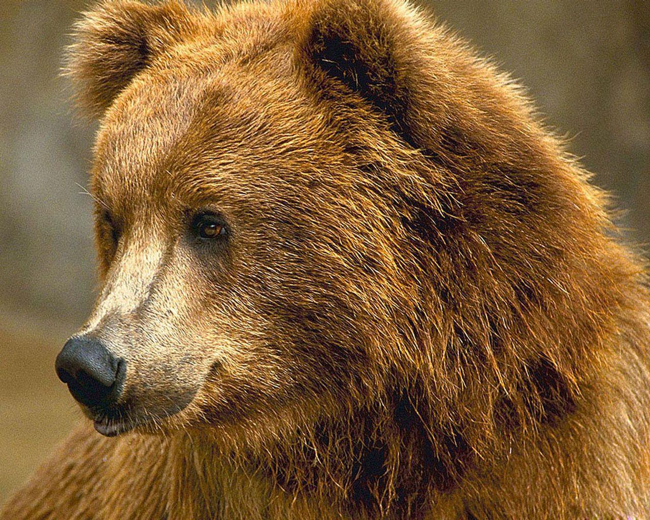 Beautiful Bear Wallpapers - Top Free Beautiful Bear Backgrounds