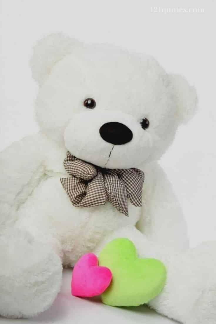 735x1102 most beautiful teddy bear wallpaper