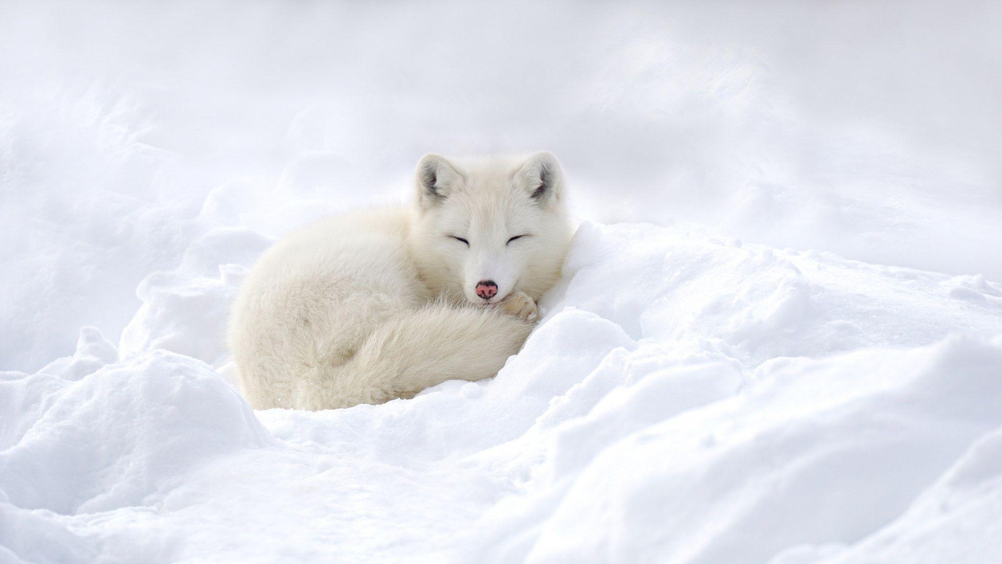 Arctic Snow Fox Cute White Fox HD phone wallpaper  Pxfuel