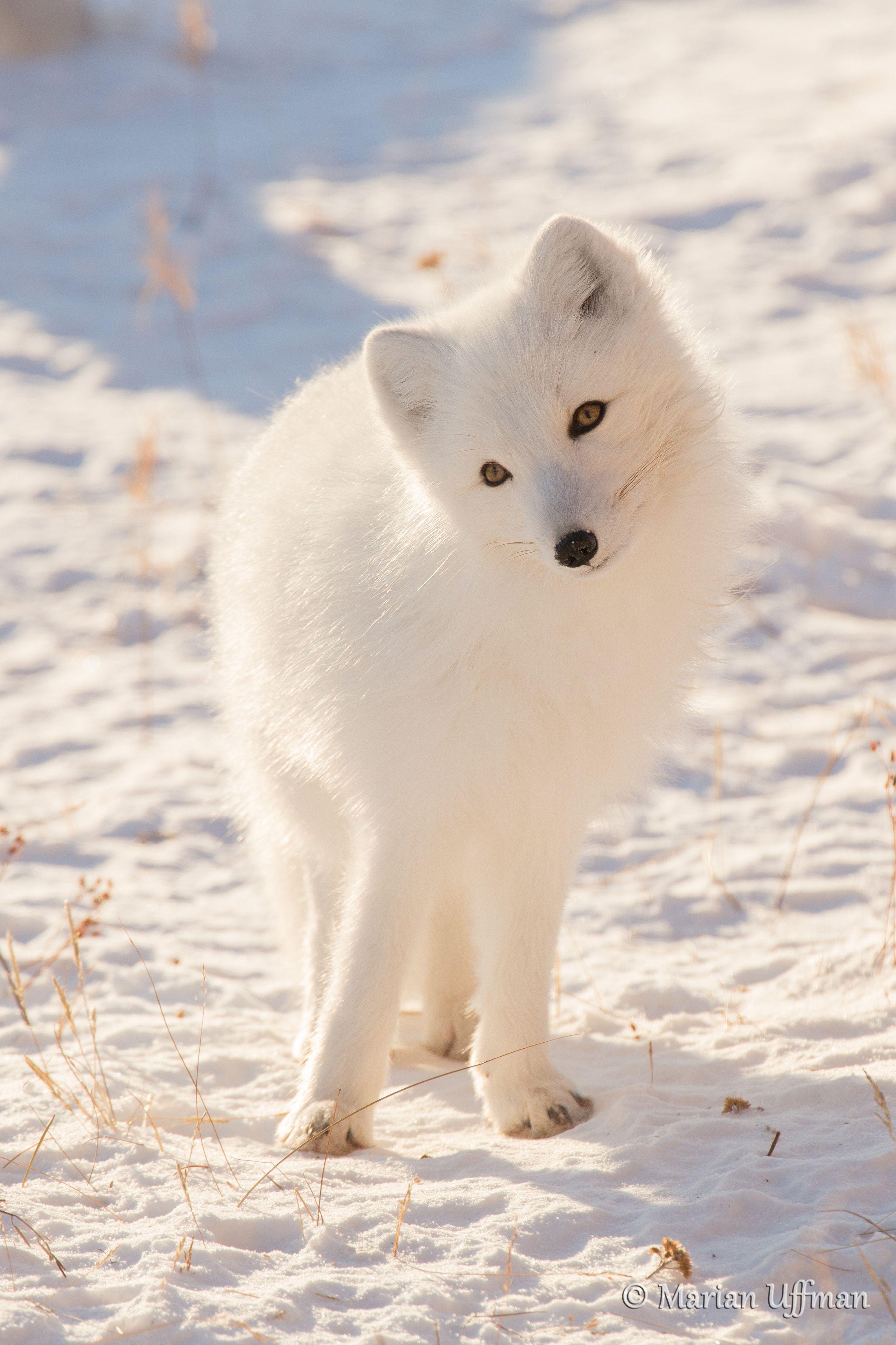 Baby Arctic Fox Wallpapers - Top Free Baby Arctic Fox Backgrounds ...