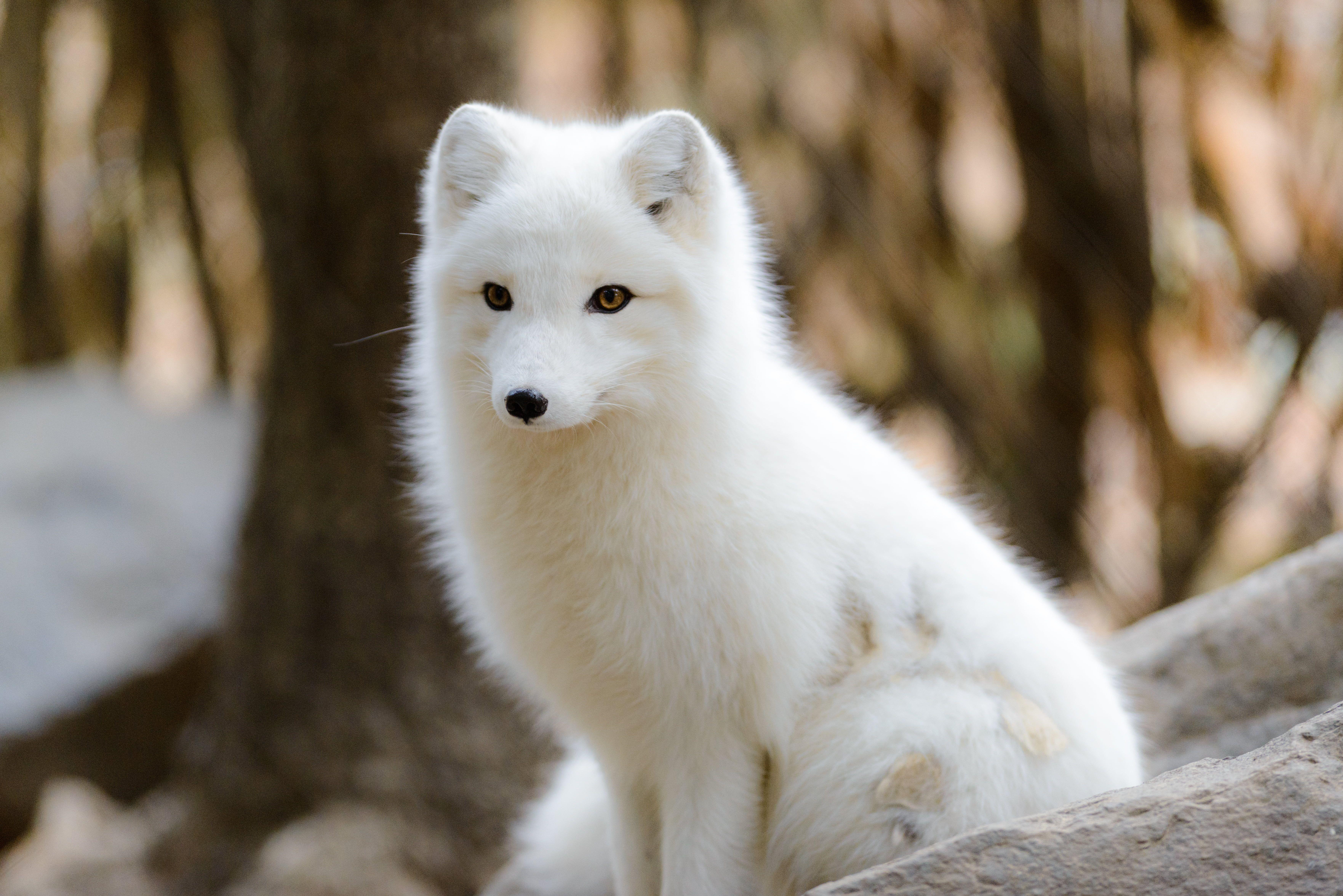7051x4706 Arctic Fox
