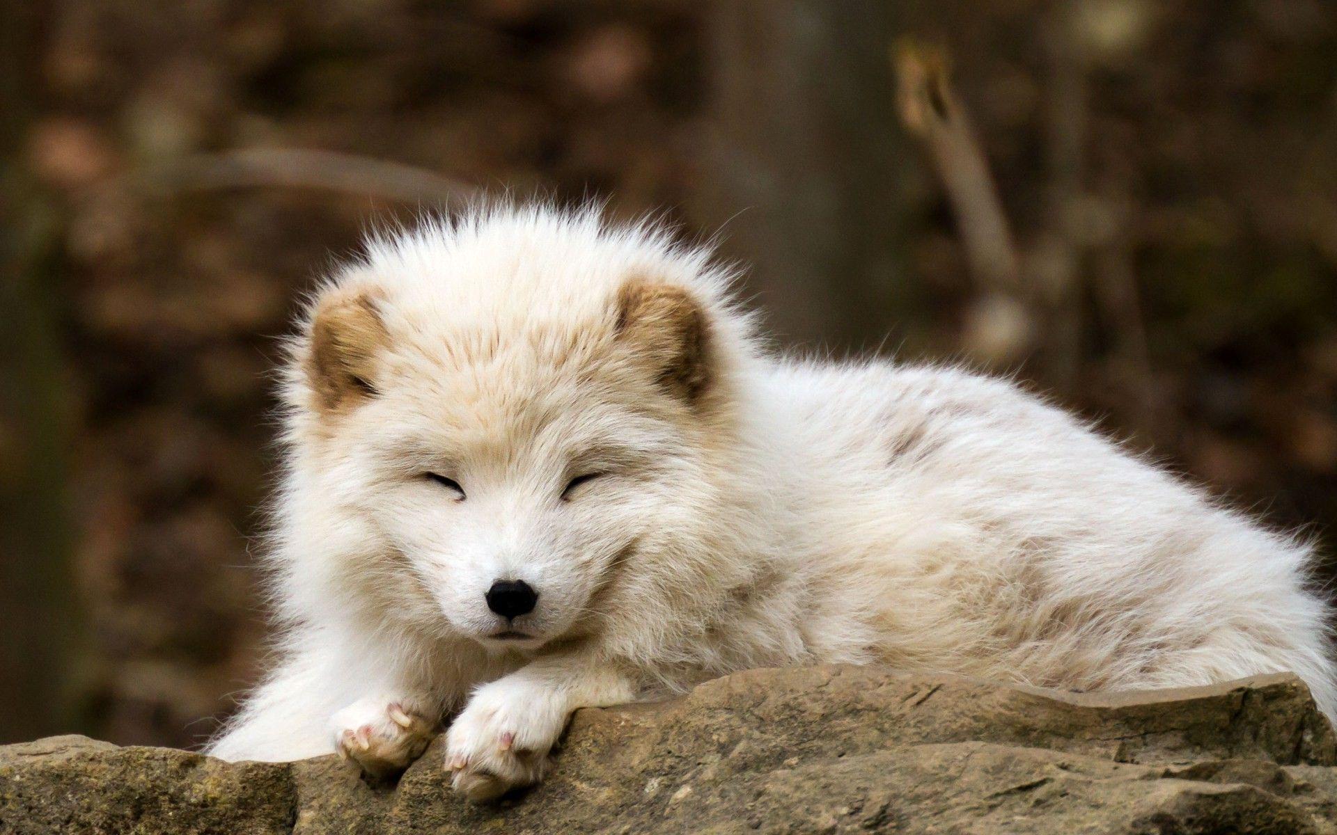 1920x1200 nature, Animals, Baby Animals, Fox, Arctic Fox Wallpaper HD / Desktop and Mobile Background