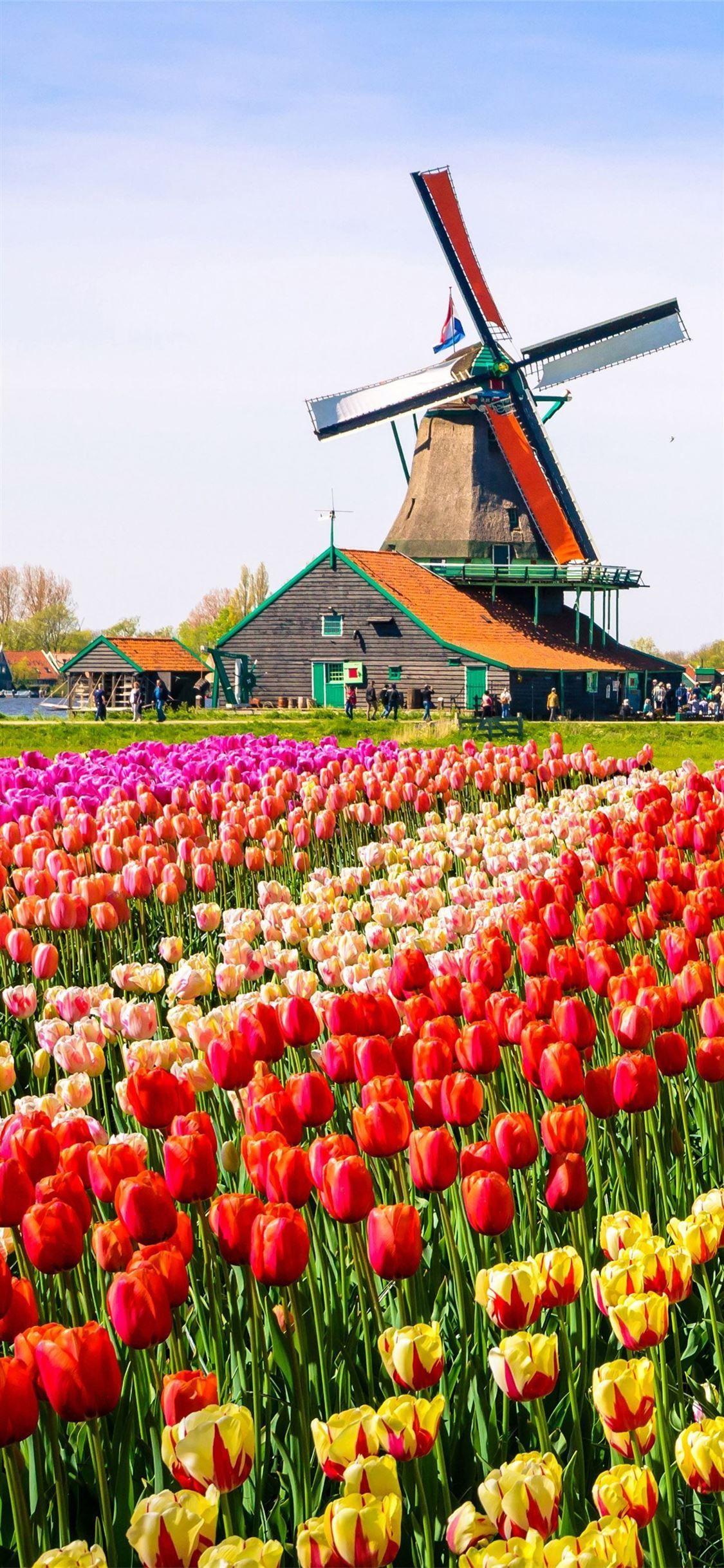 1125x2436 Keukenhof Wallpaper