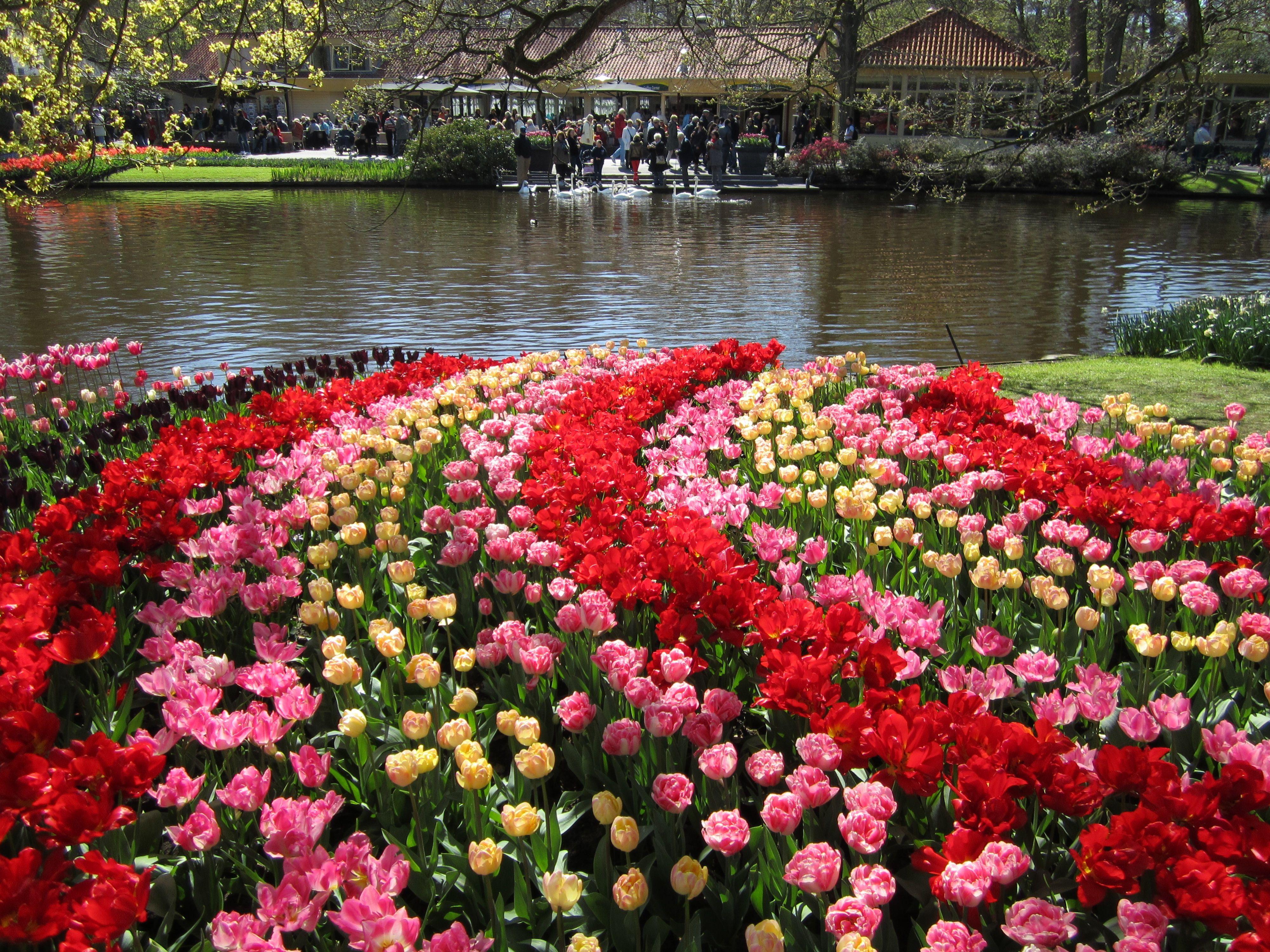 4000x3000 Keukenhof Wallpaper .