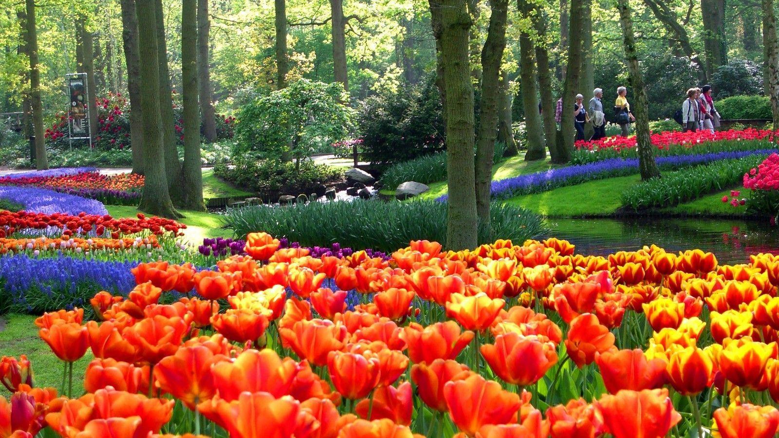 1600x900 Gardens Keukenhof Lisse South Holland The Netherlands Wallpaper. HD Wallpaper. Most beautiful gardens, Beautiful gardens, Amazing gardens