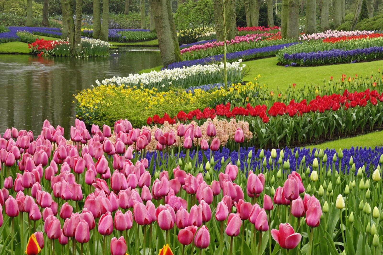 1600x1066 Keukenhof Gardens Free Wallpaper